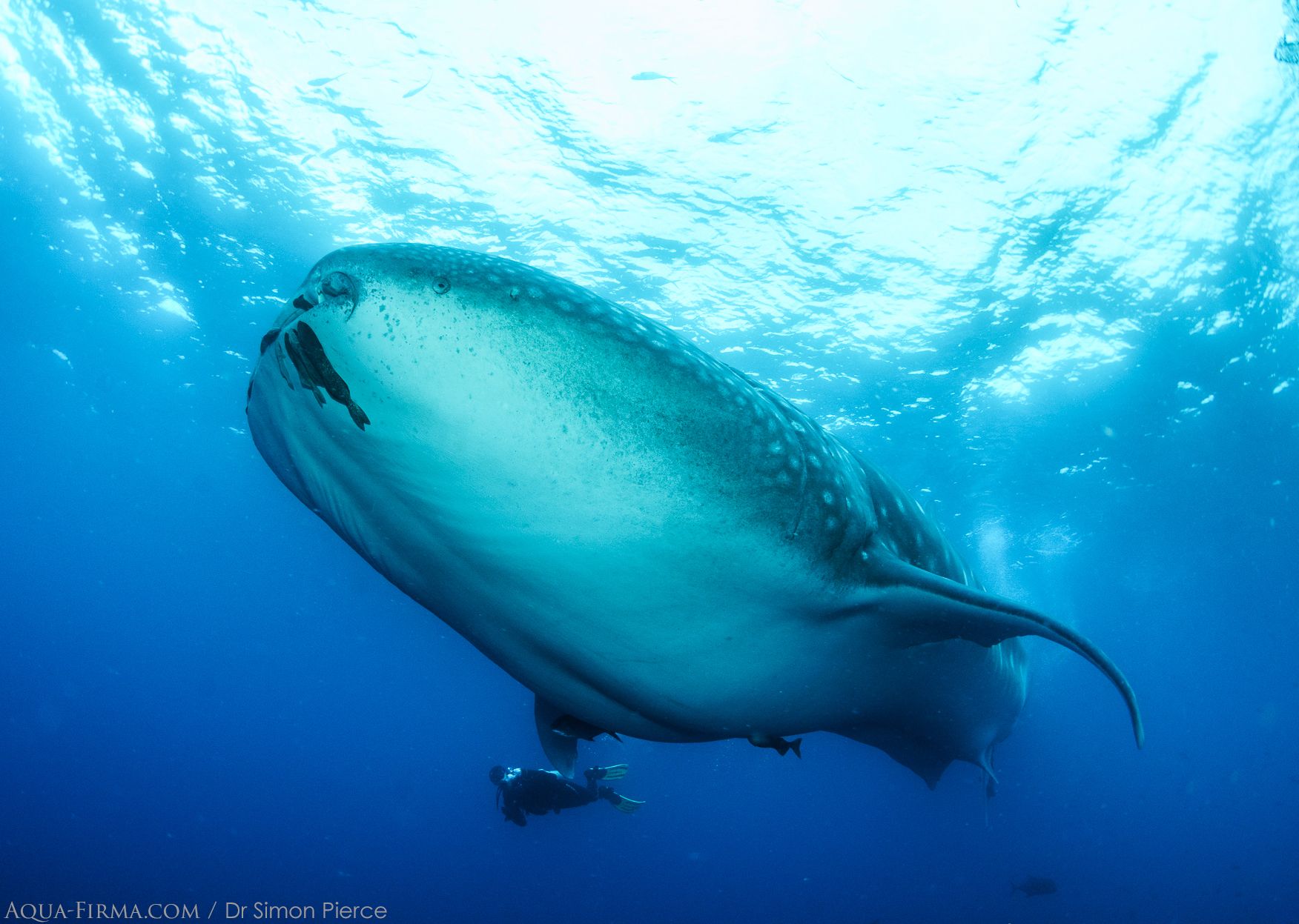 Galapagos Female Whale Shark Scuba Diver Dr Simon Pierce MMF Aqua-Firma