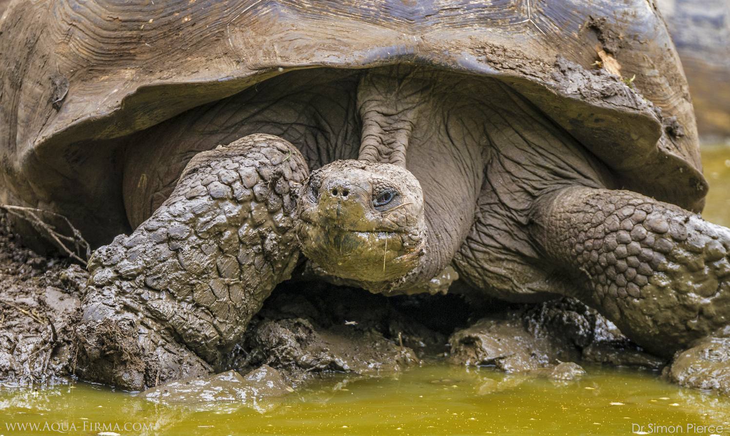 Galapagos Giant Tortoise Santa Cruz Highlands photo by Dr Simon Pierce