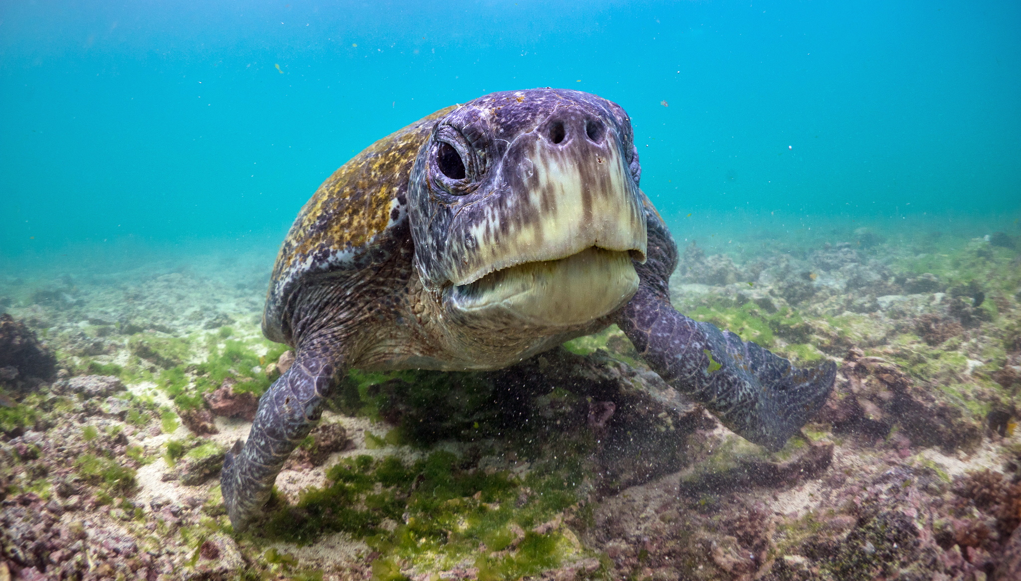 Snorkelling with Green Turtle Galapagos Islands las Tintoreras Isabela Underwater Photography Dr Simon Pierce