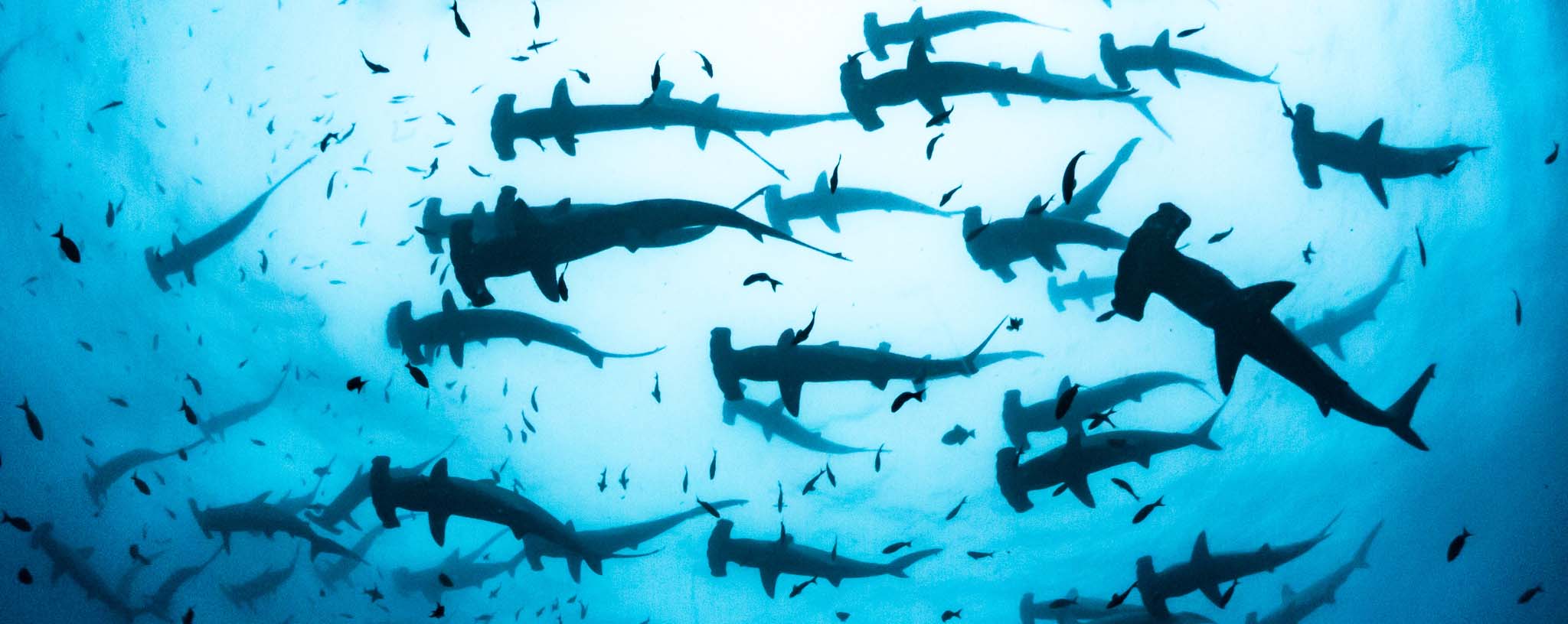 Galapagos Hammerhead Sharks schooling underwater photography by Dr Simon Pierce