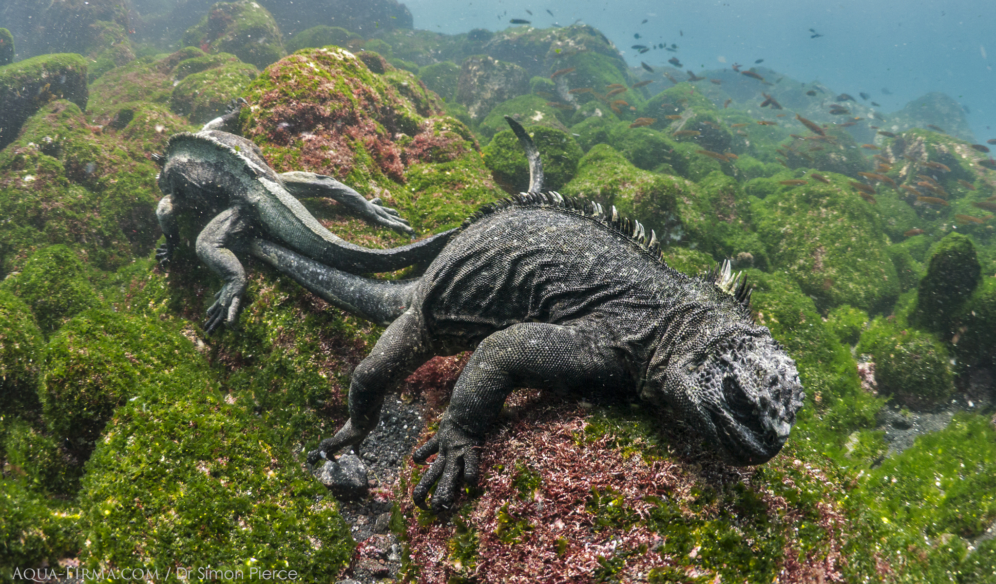 Marine Iguanas feeding underwater of algae, Galapagos Islands