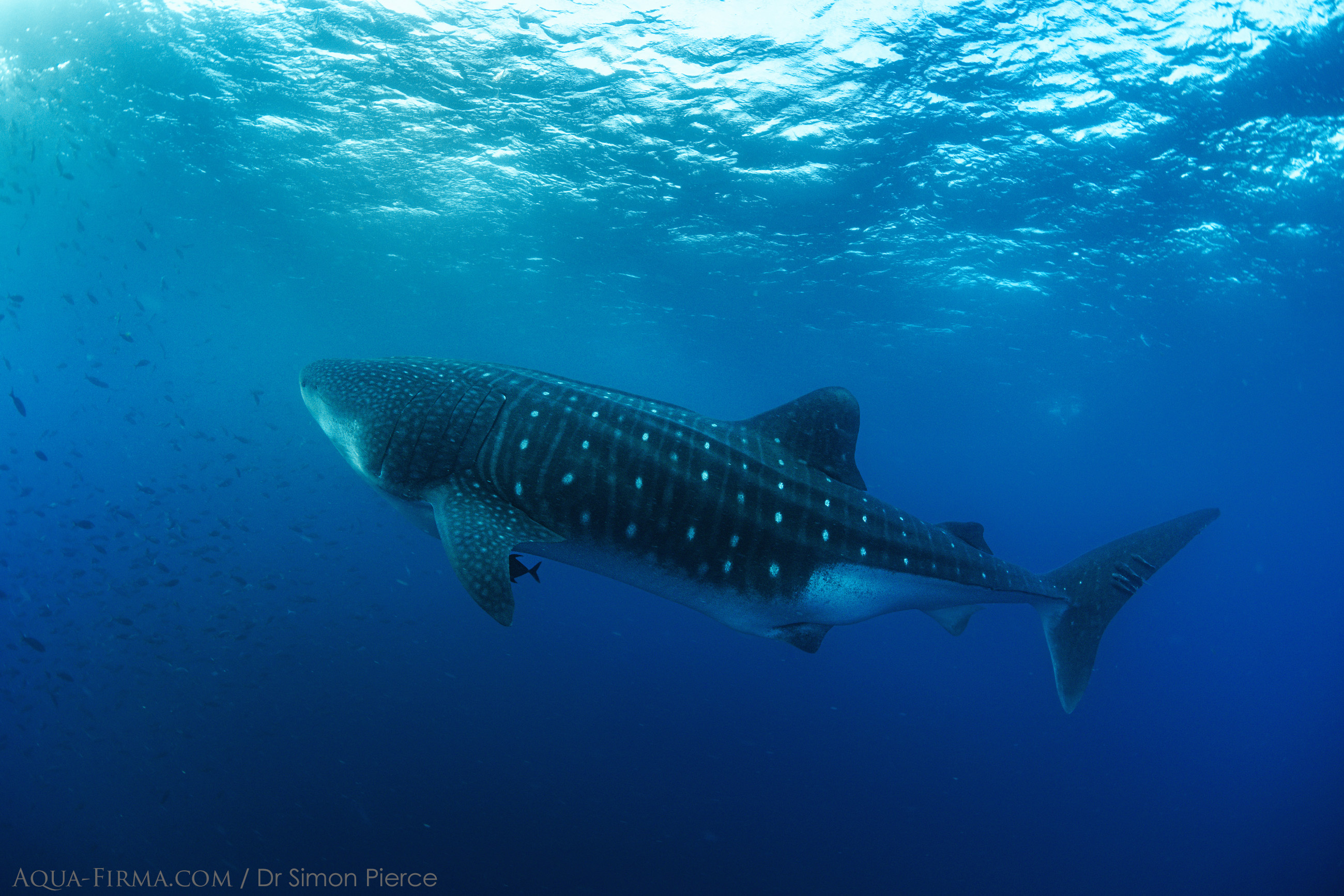 Whale Shark Female Galapagos Dr Simon Pierce