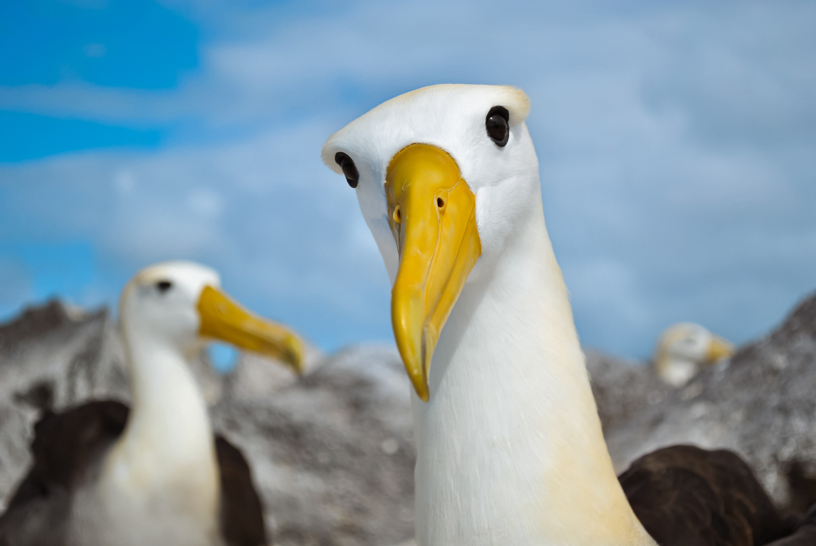 Galapagos Albatros