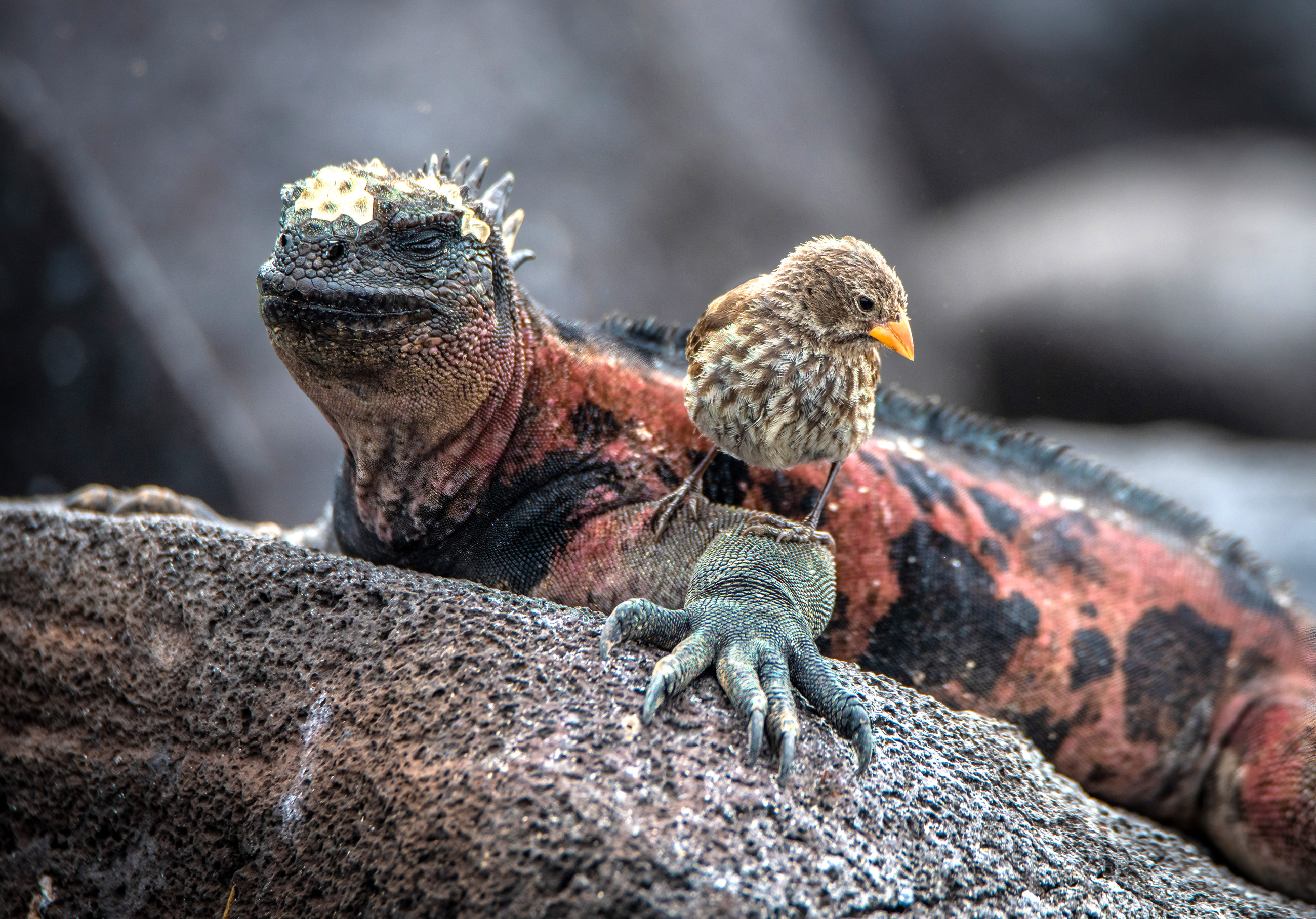 Galapagos Marine Iguana Darwin Finch