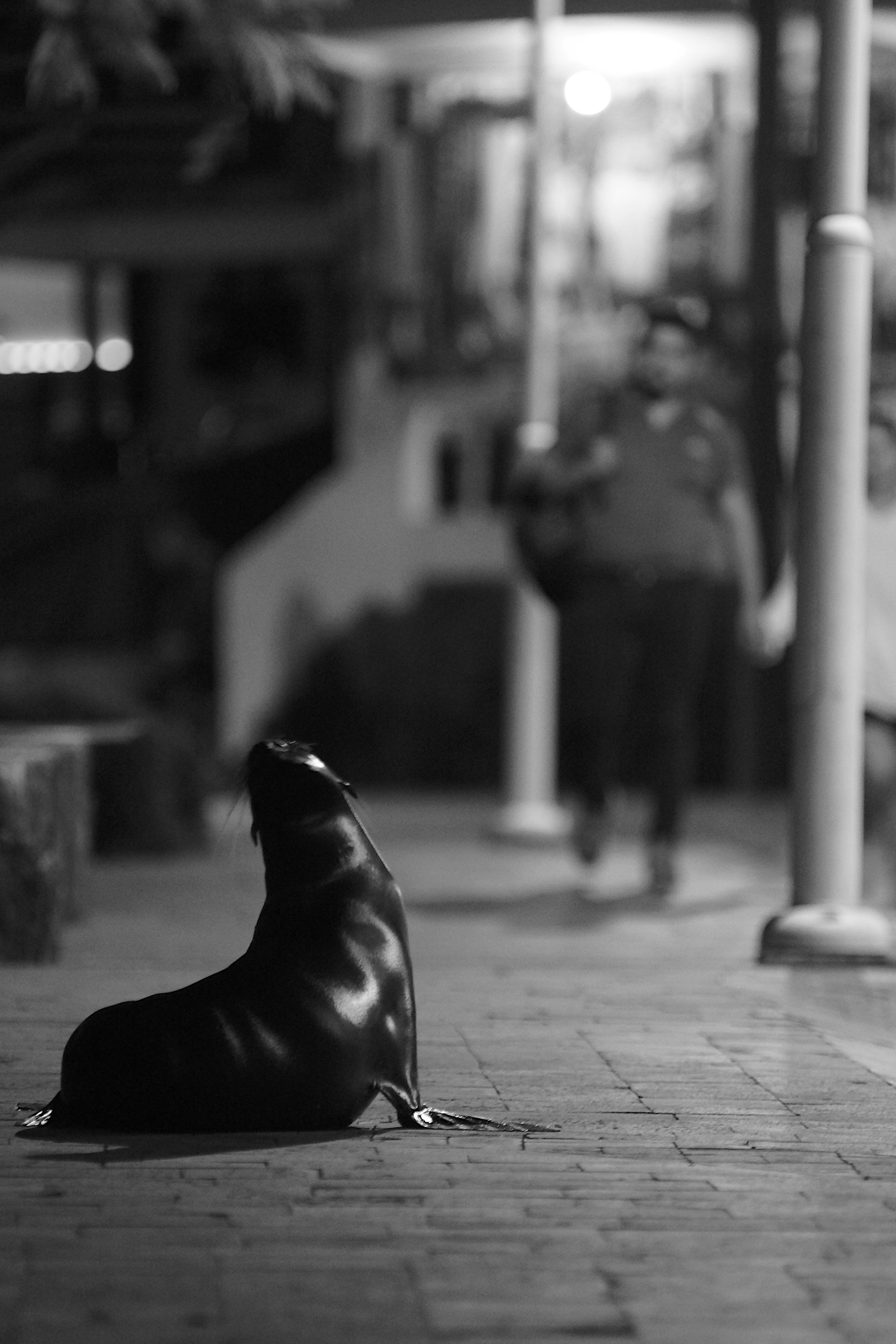 Galapagos Sealion street