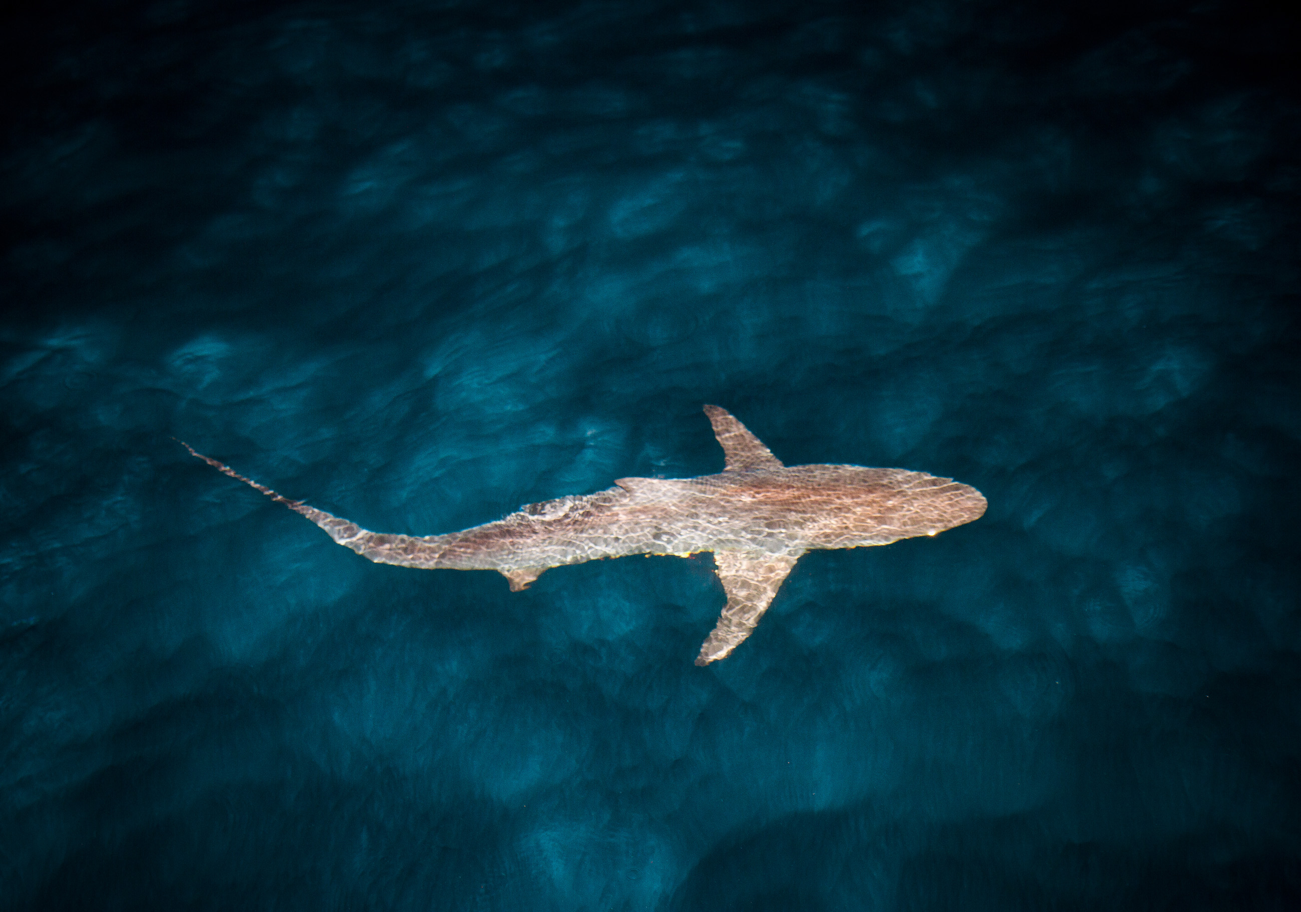 Sharkwater Galapagos Ian Hernderson