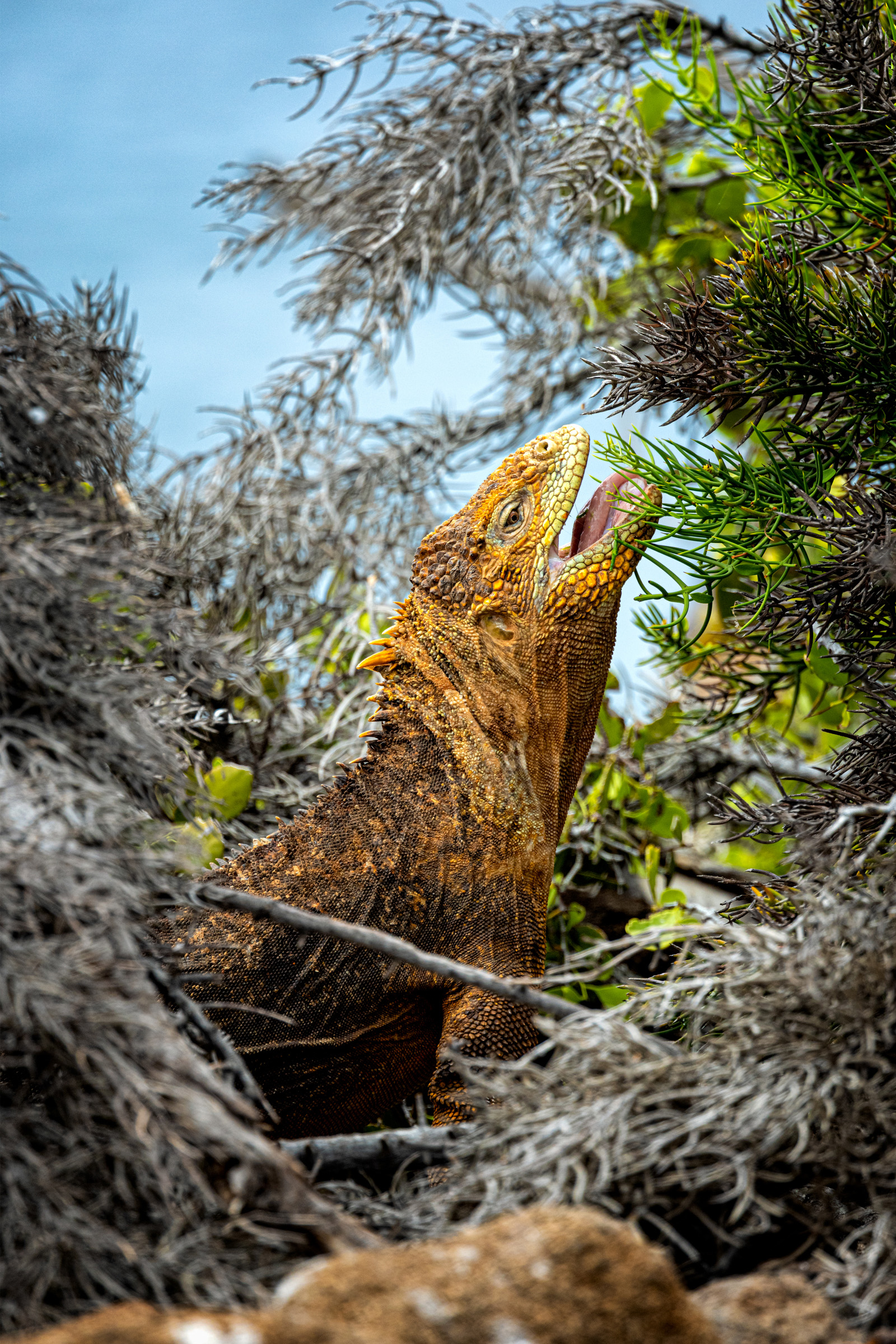 Galapagos Conservation Trust Photography Competition Land Iguana