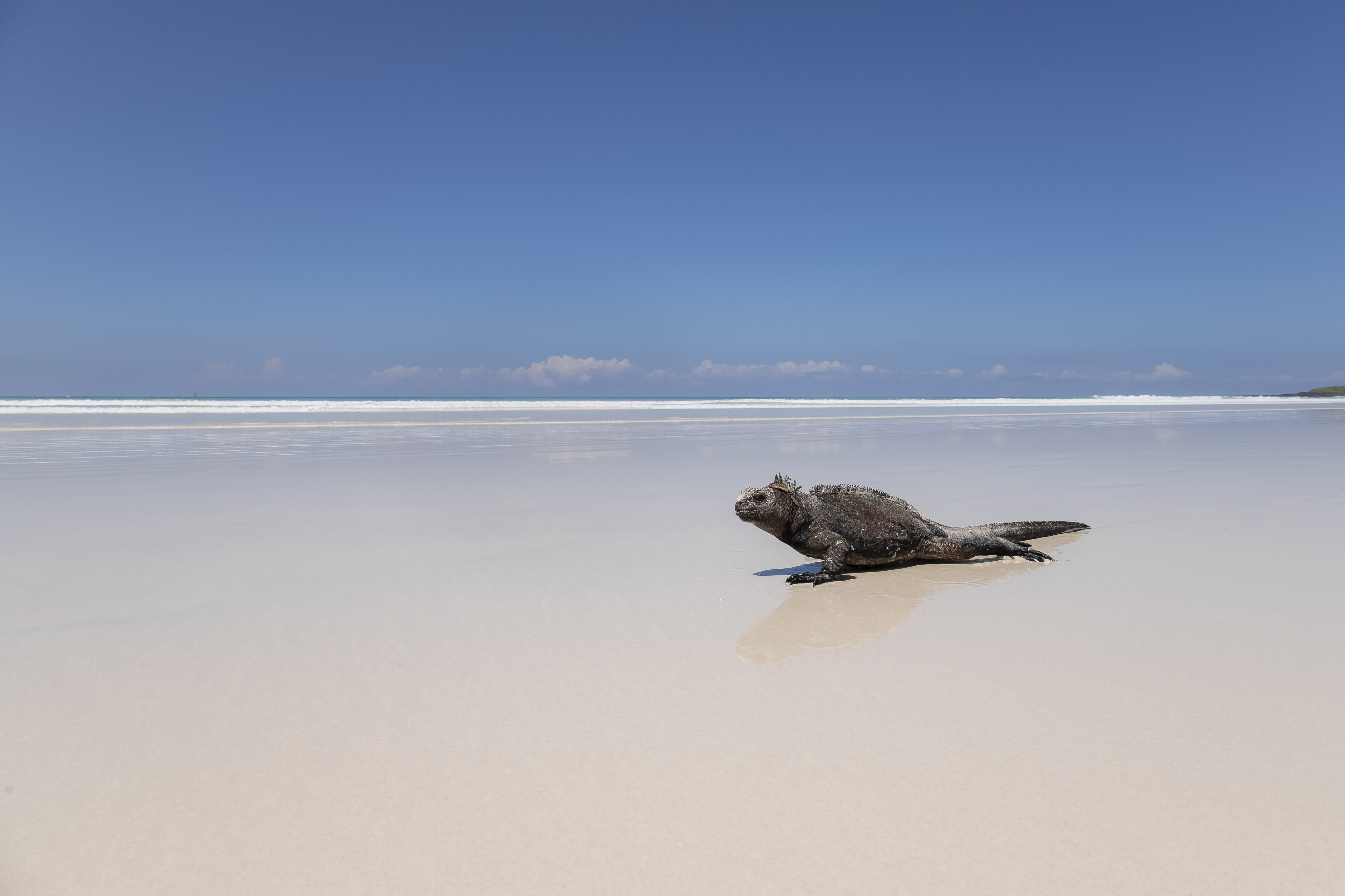 Galapagos Conservation Trust Photography Competition - Coastal & Marine