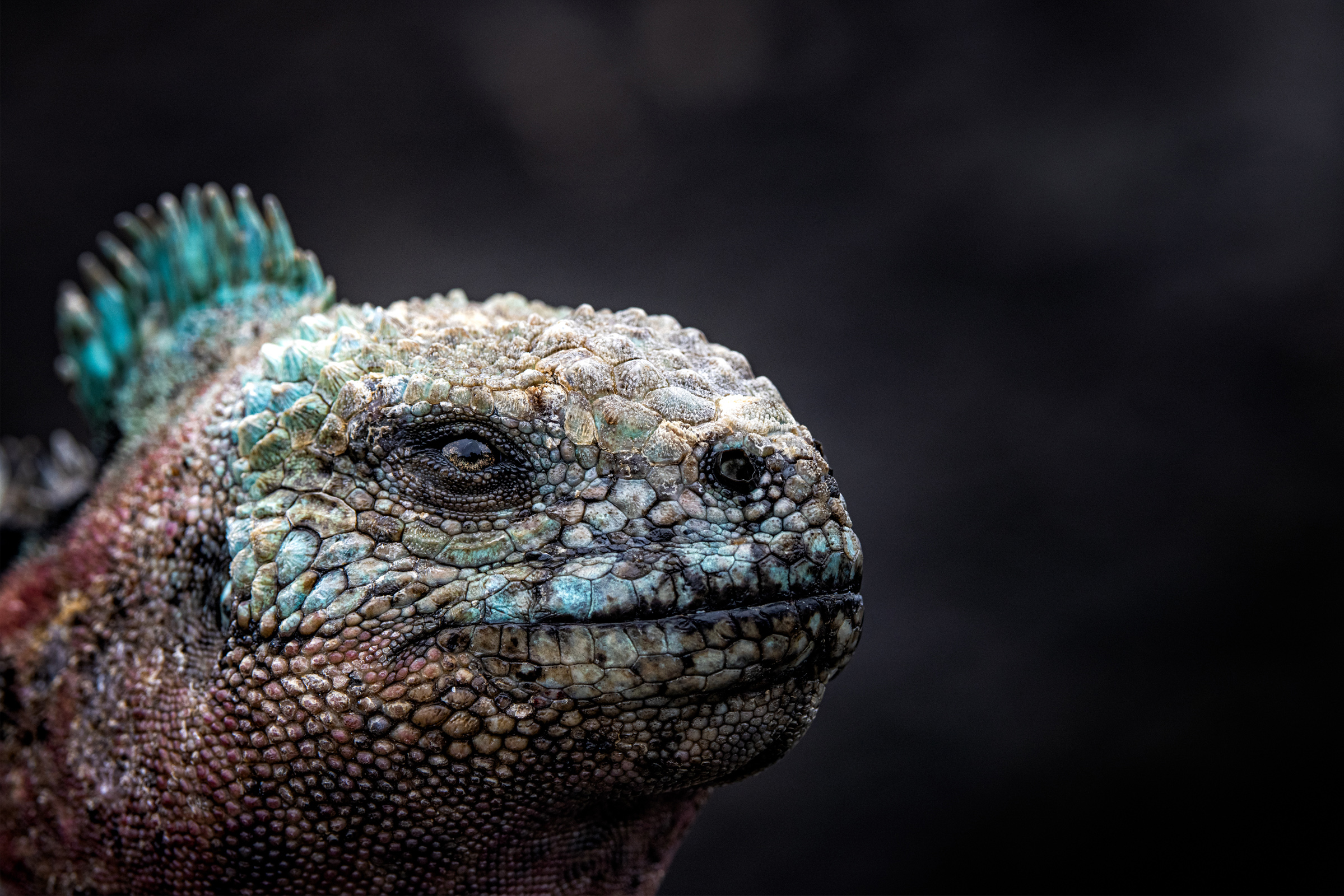 Galapagos Conservation Trust Photography Competition Marine Iguana