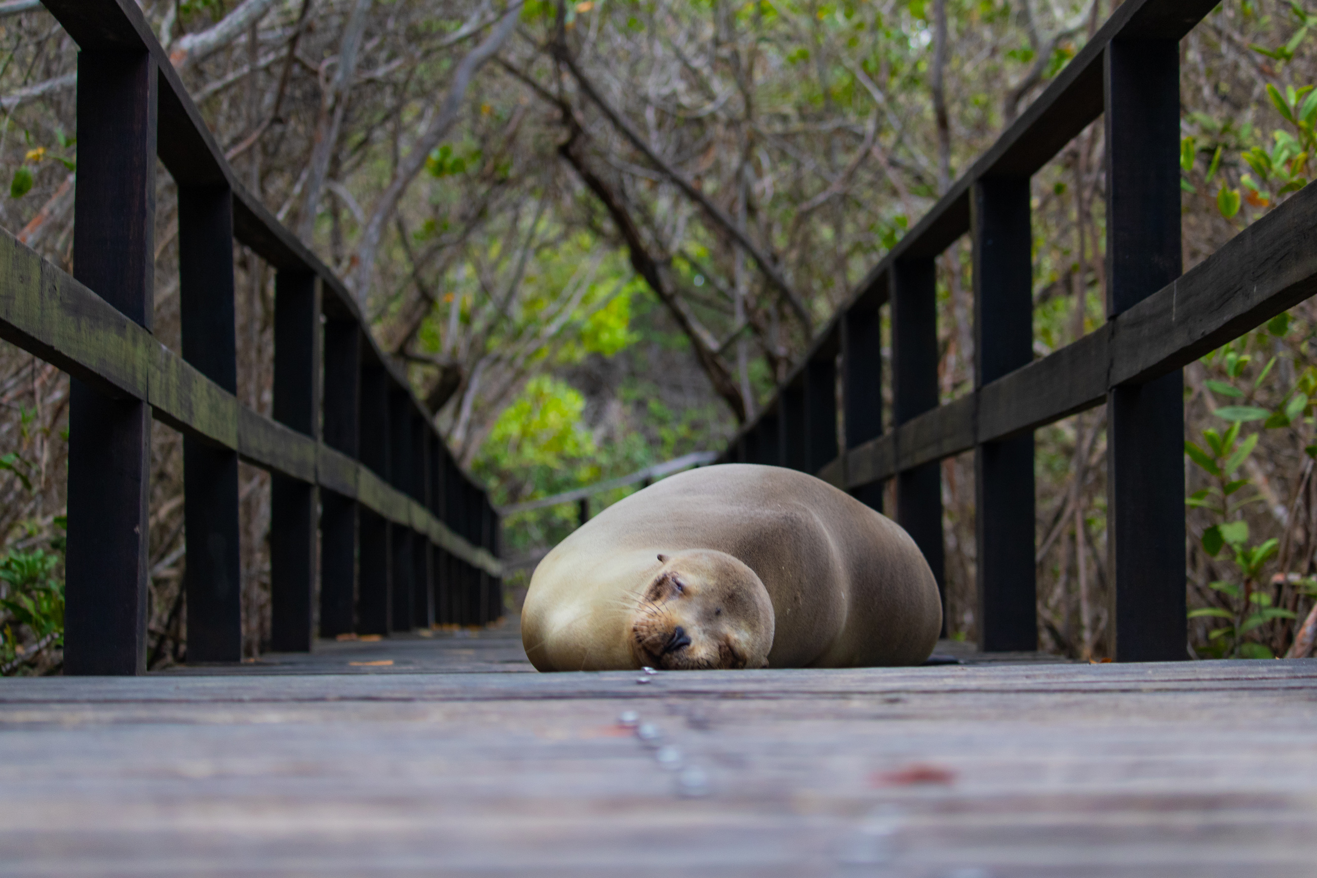 Galapagos Conservation Trust Photography Competition Sealiion on Boardwalk