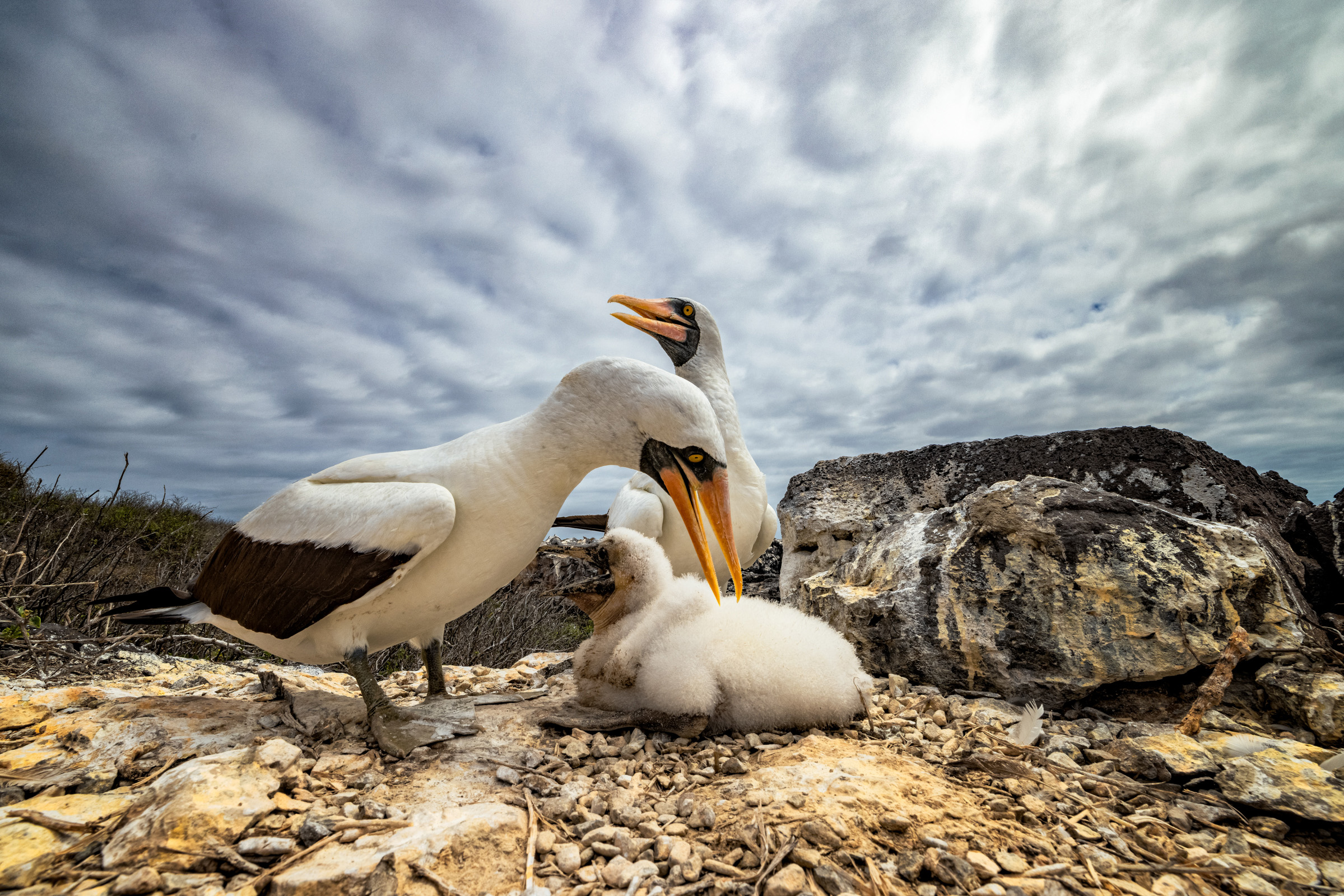 Galapagos Conservation Trust Photography Competition winning picture