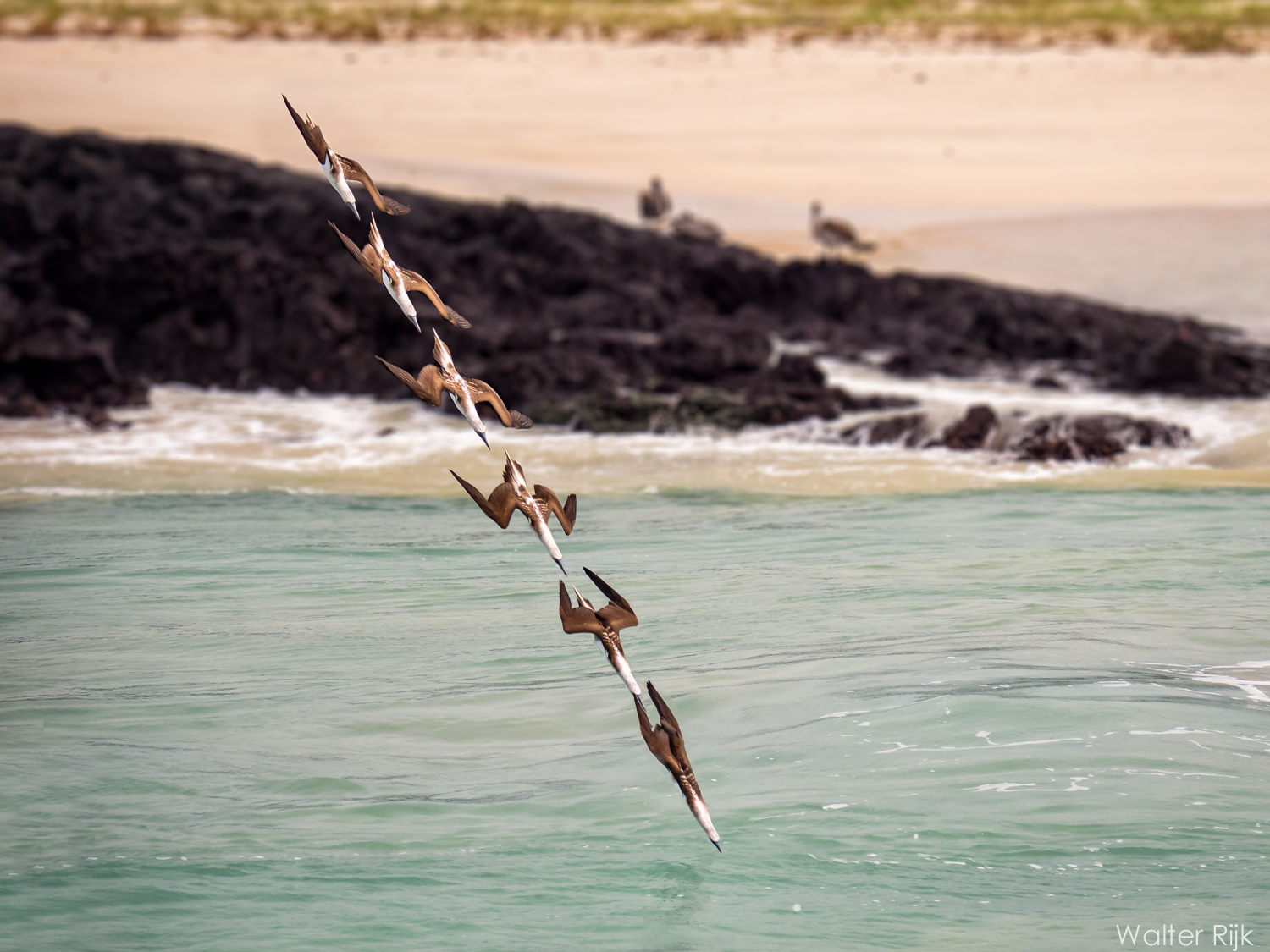 Blue-footed Booby Galapagos diving