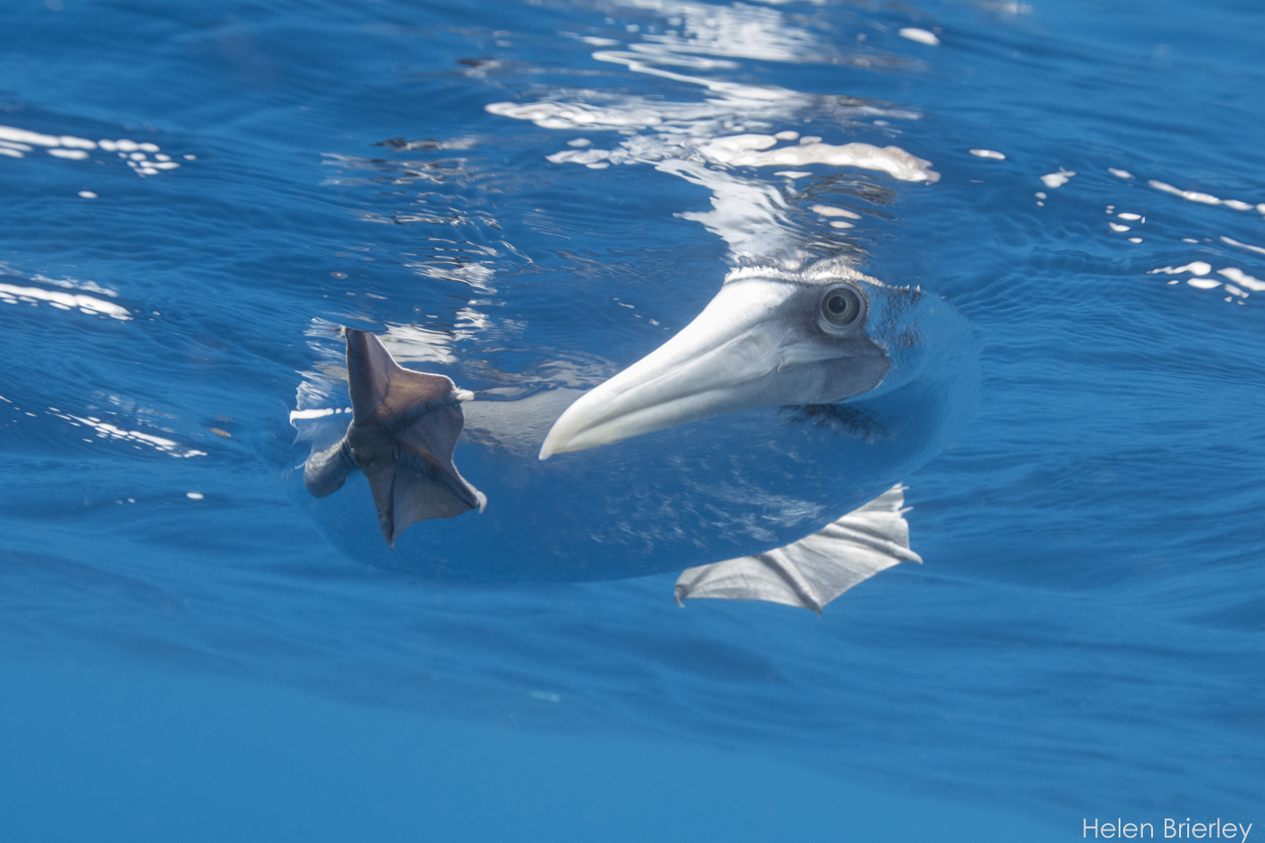 Blue-footed Booby underwater snorkel