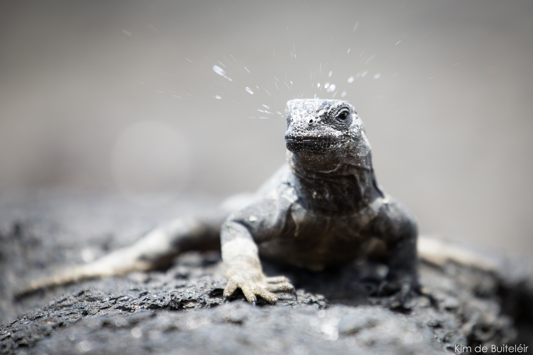 Galapagos Marine Iguana sneeze