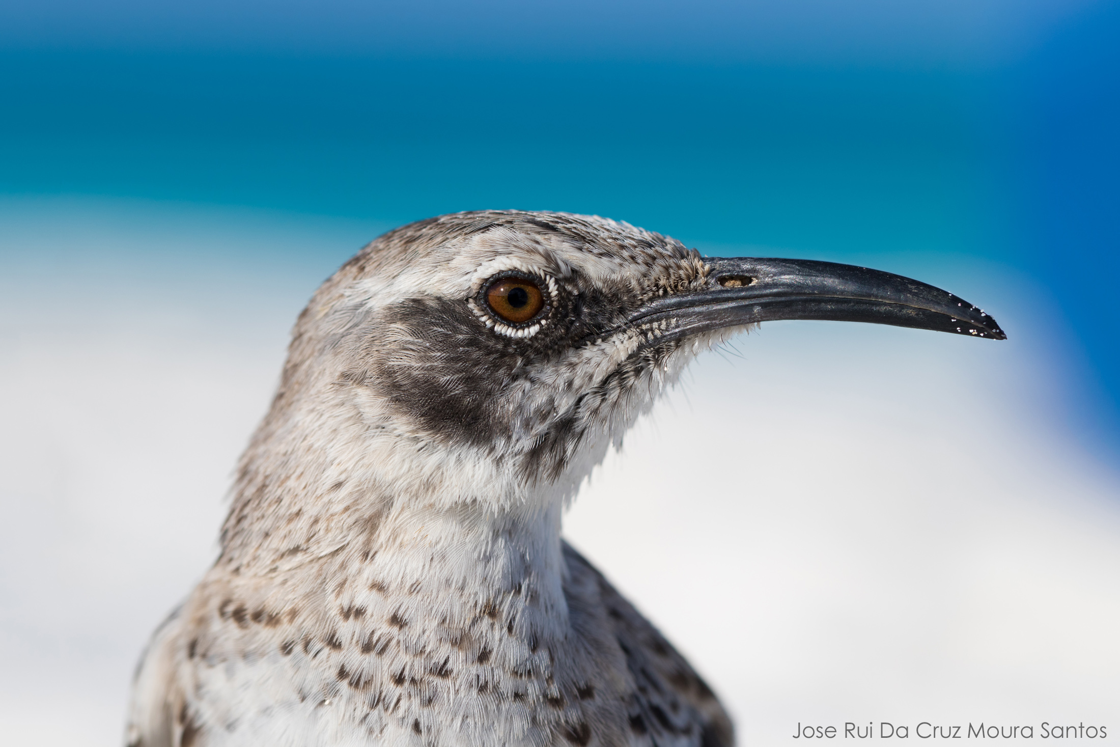 Galapagos Mockingbird