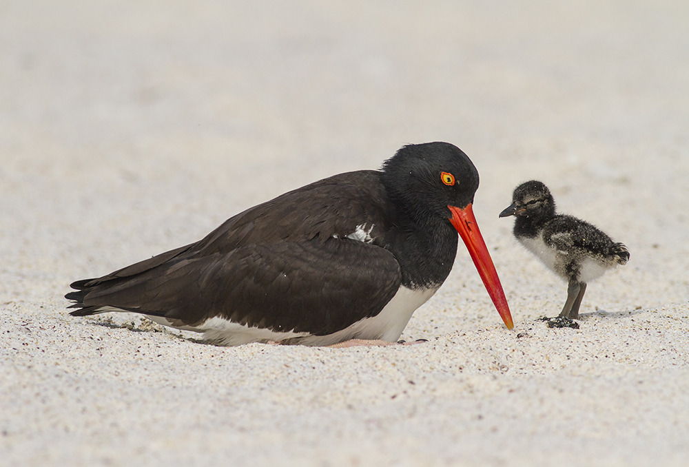 Galapagos Wildlife Cruise GCT Photography Competition winner 2016 Luis Piovani