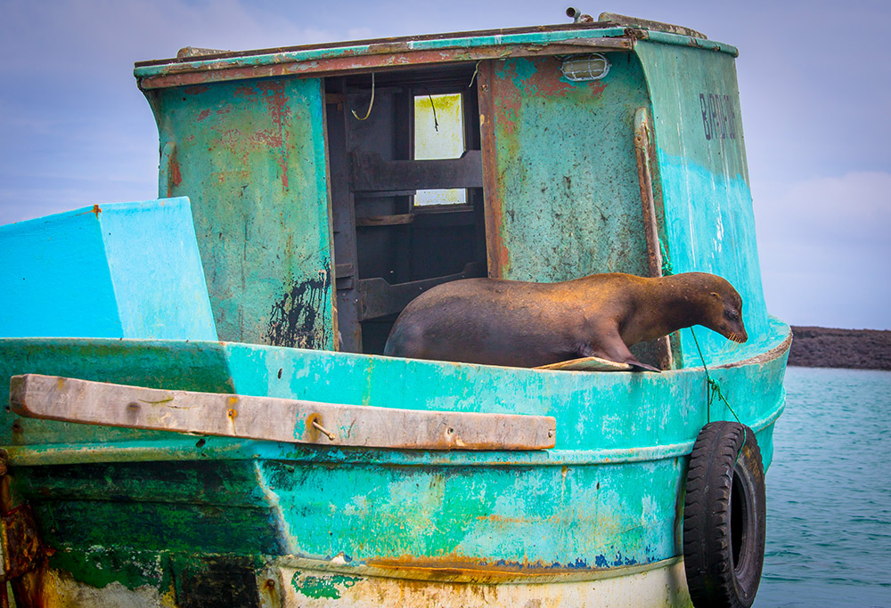 Galapagos Sealion onboard a Fishing Boat Runner up Galapagos Conservation Trust Photo Competition 2015 Meera Sulaiman