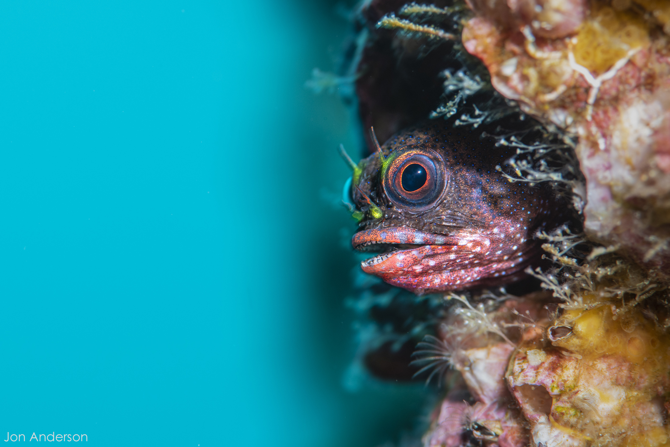 Galapagos Barnacle Blenny Jon Anderson