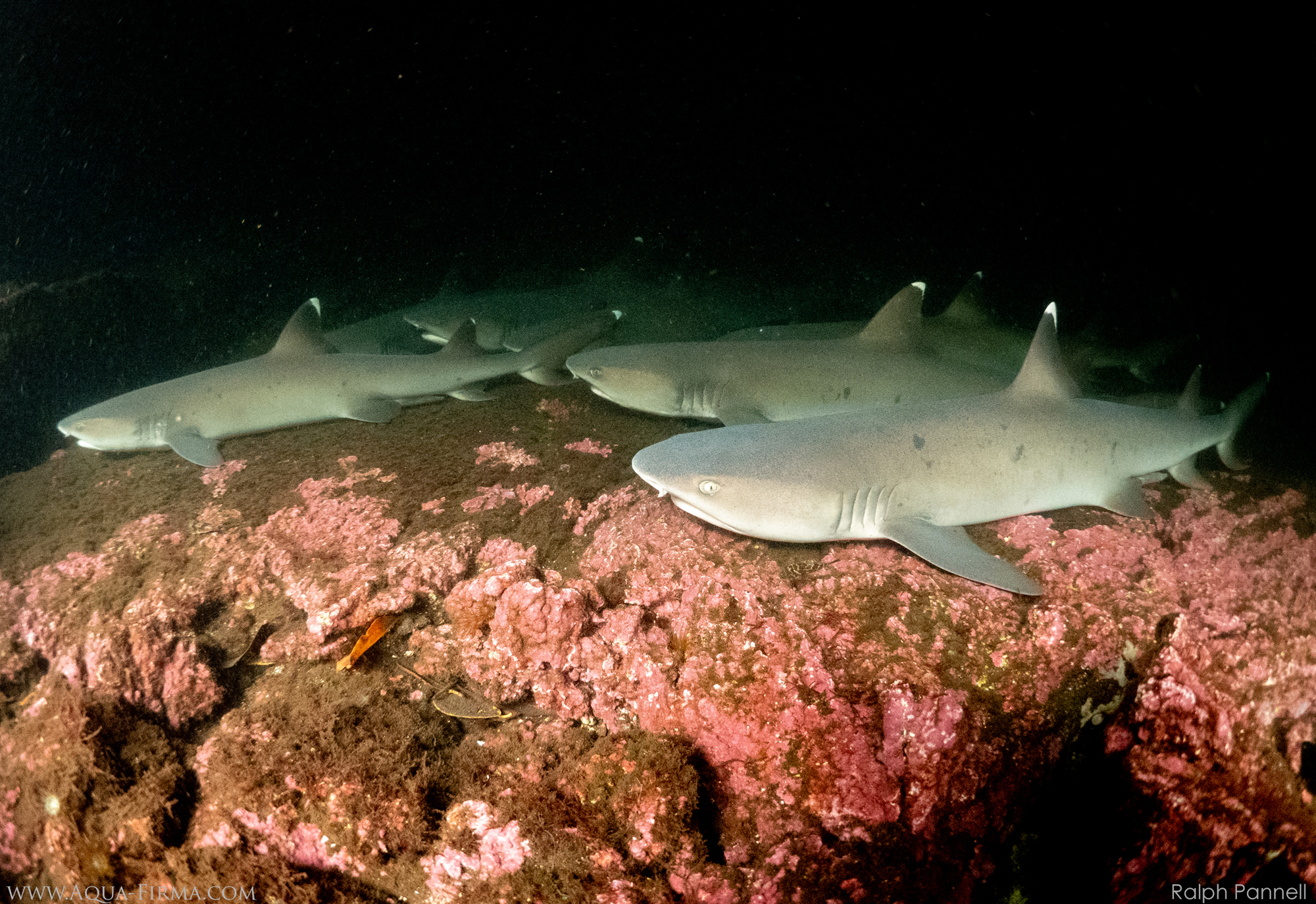 White Tip Reef Shark Cave Los Tuneles Galapagos Islands Ralph Pannel