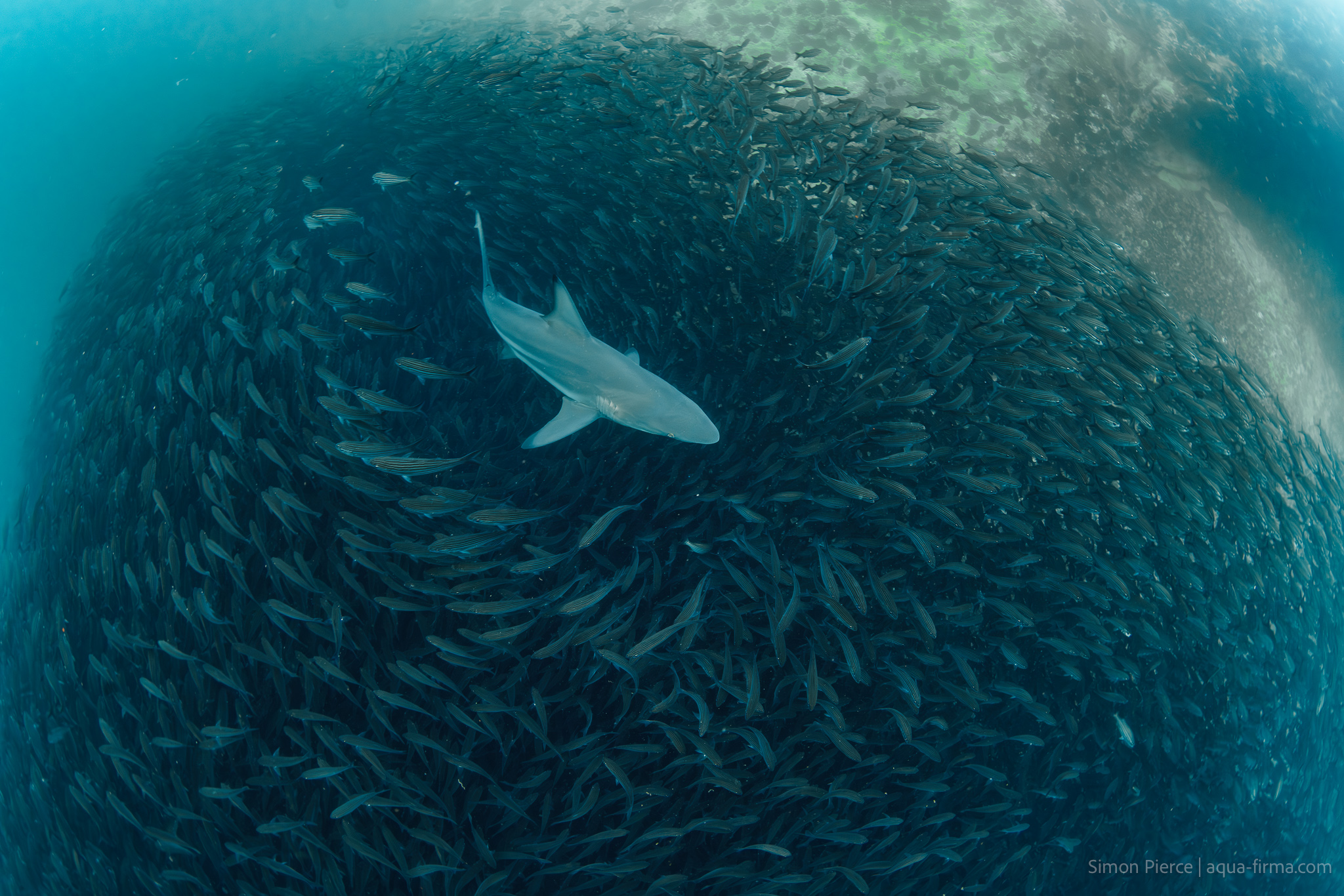 Black-tip sharks in school of fish Galapagos