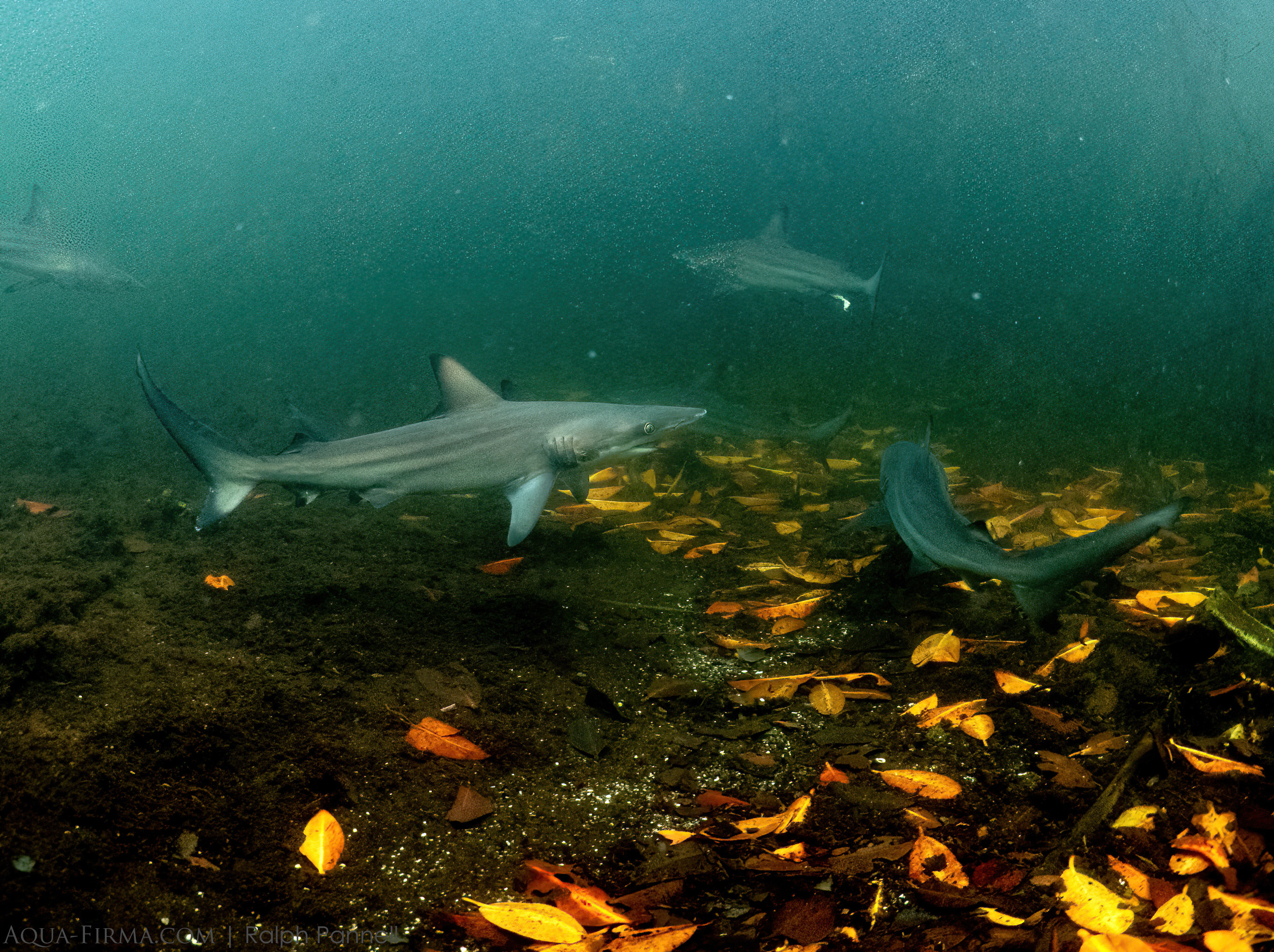 Galapagos black-tip sharks amongst mangrove leaves Isabela