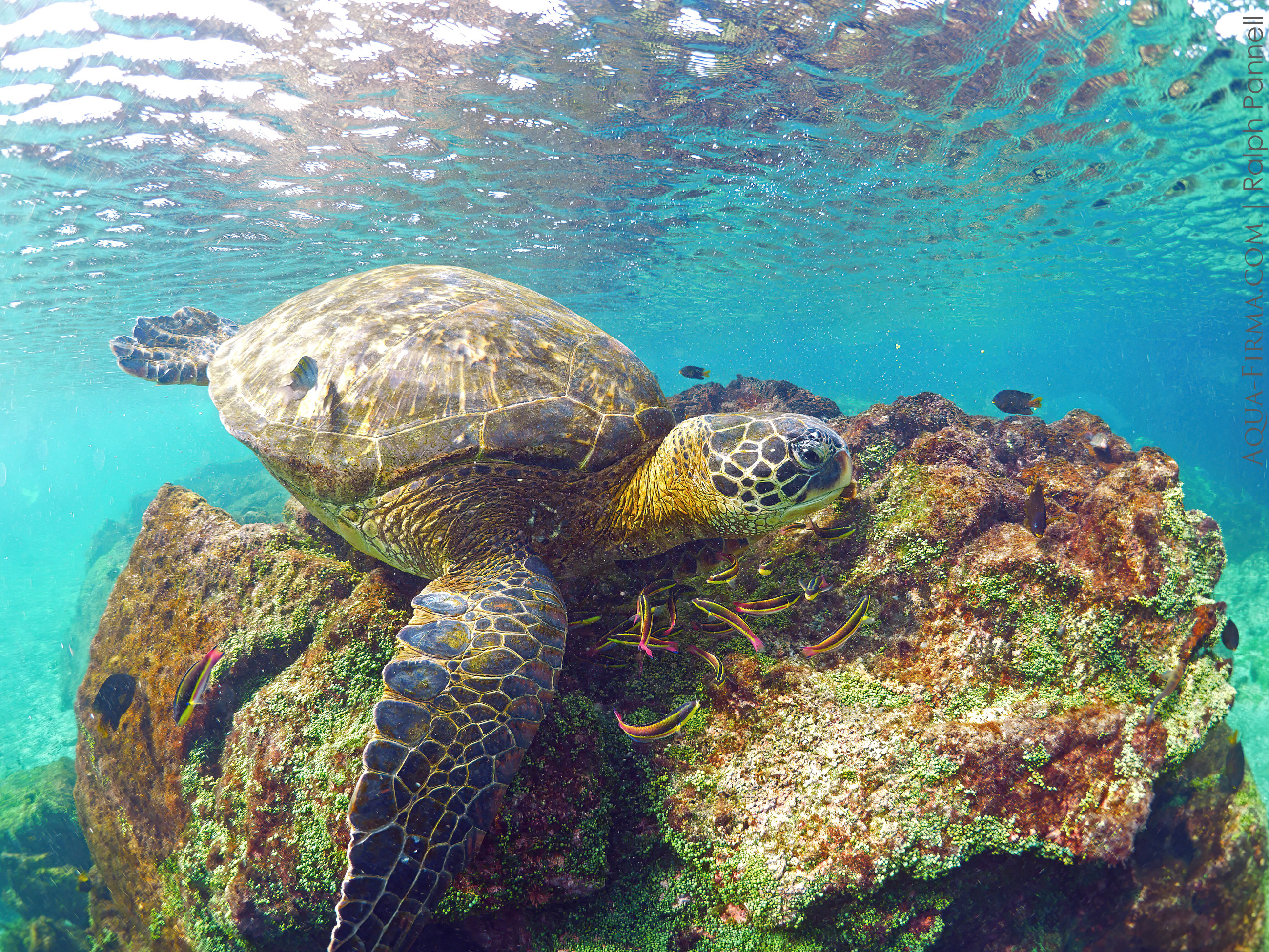 Green Turtle underwater Galapagos