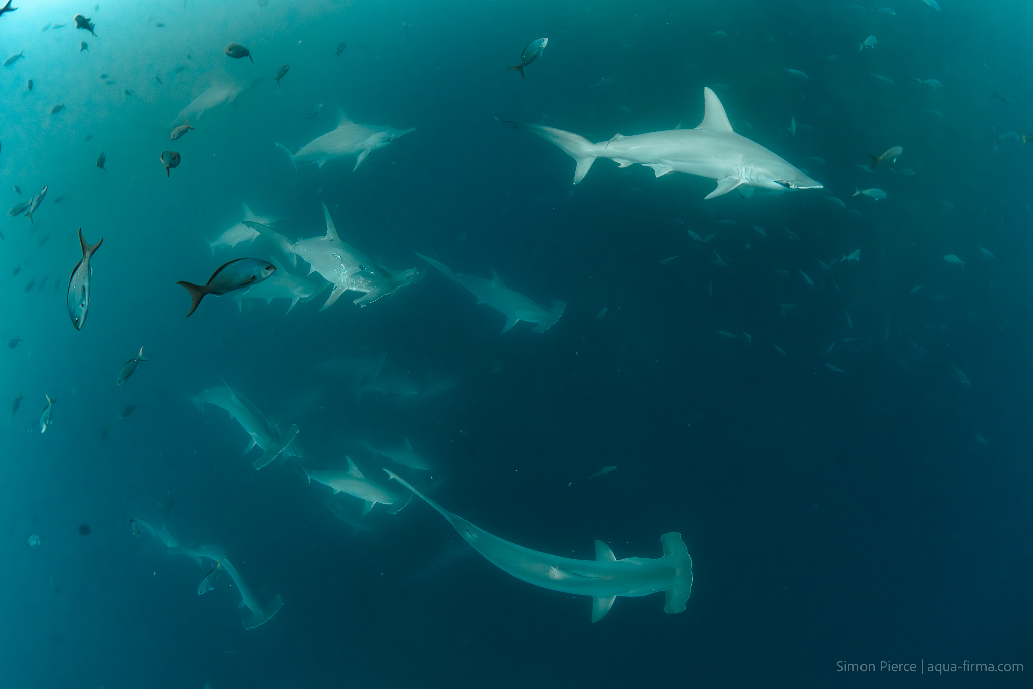 Hammerhead Sharks Kicker Rock Galapagos