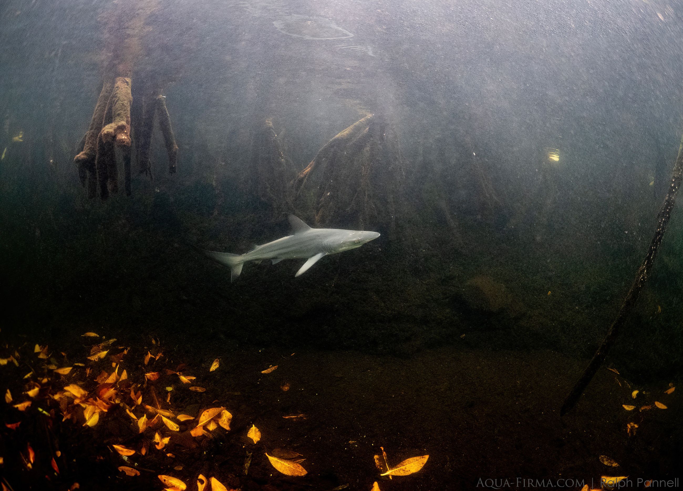 Juvenile Black-tip Shark Mangroves Isabela Galapagos