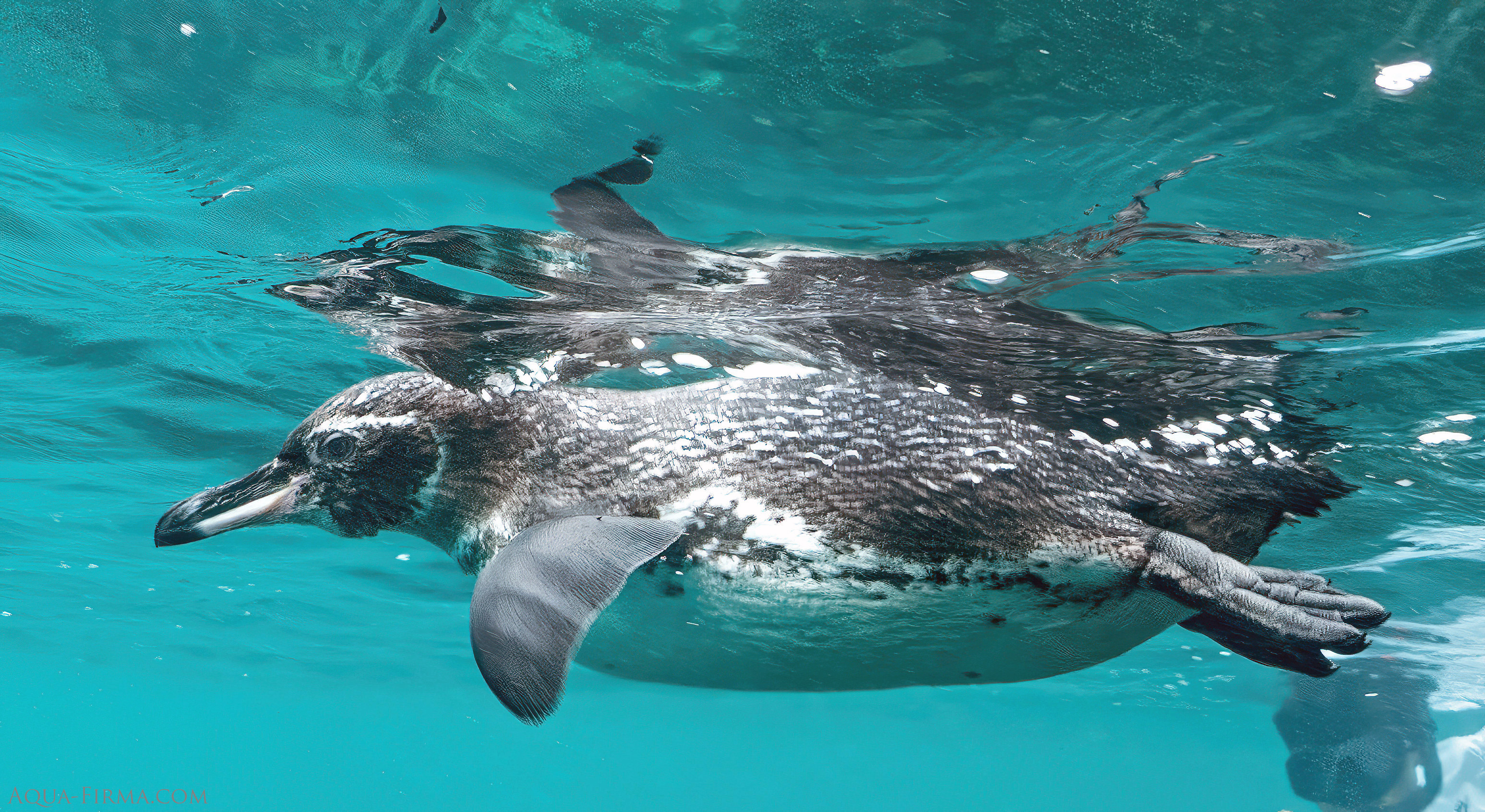 snorkel with Galapagos penguin