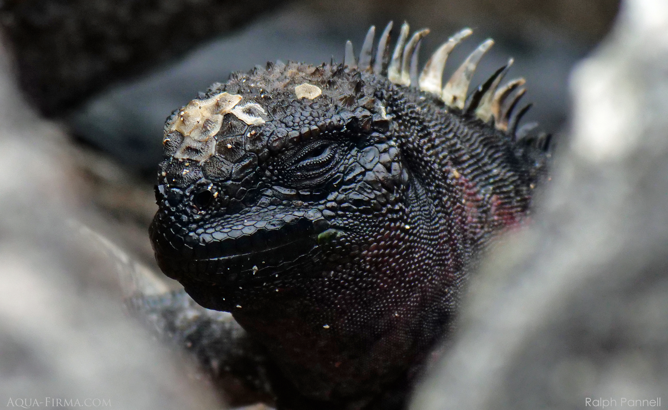 Galapagos Marine Iguana