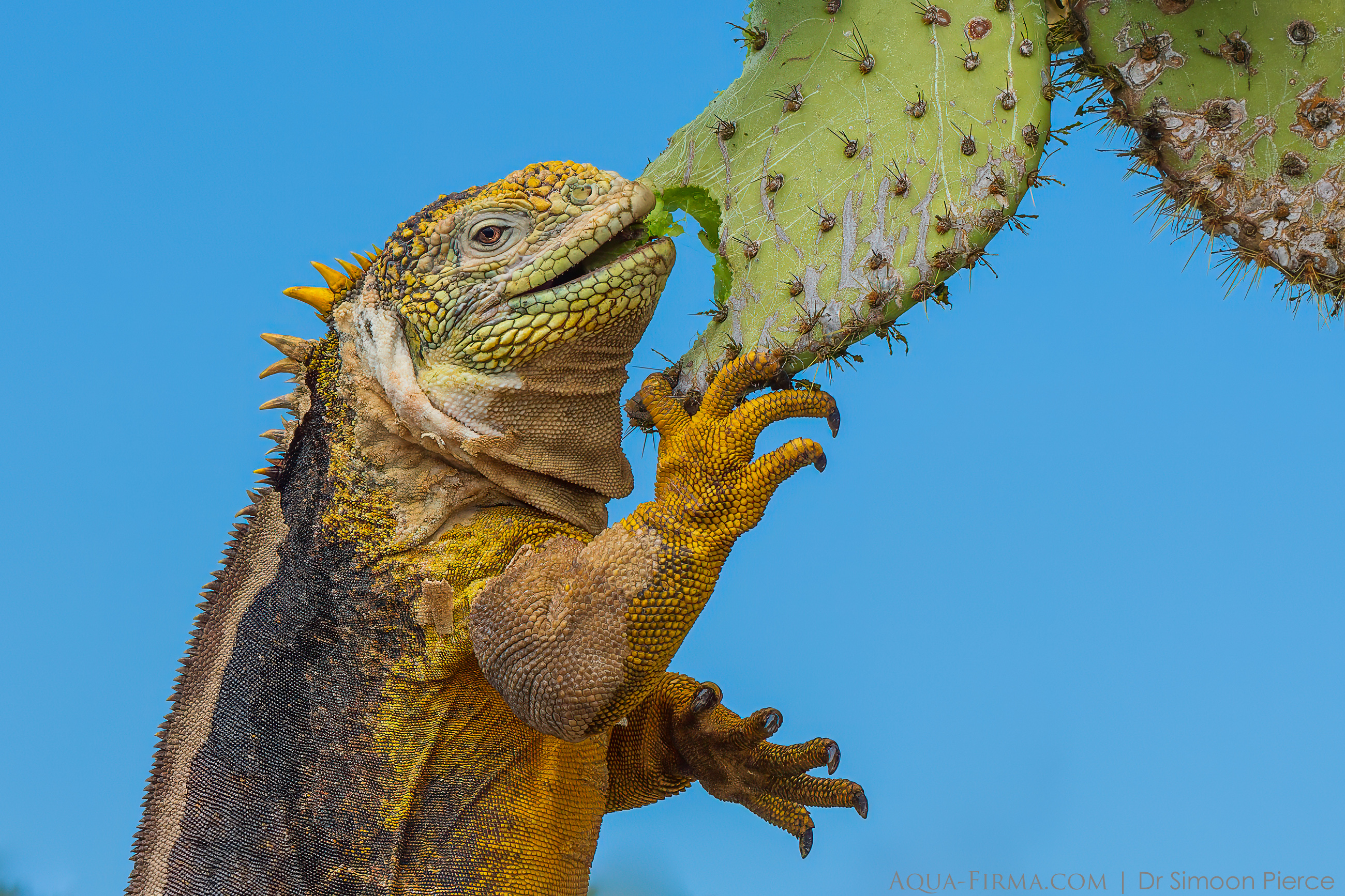 land iguana galapagos eating opuntia cactus