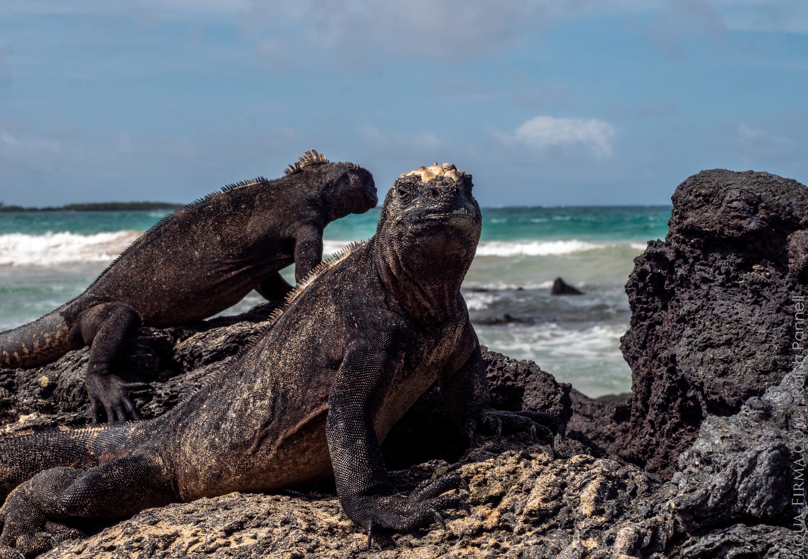 marine iguanas galapagos