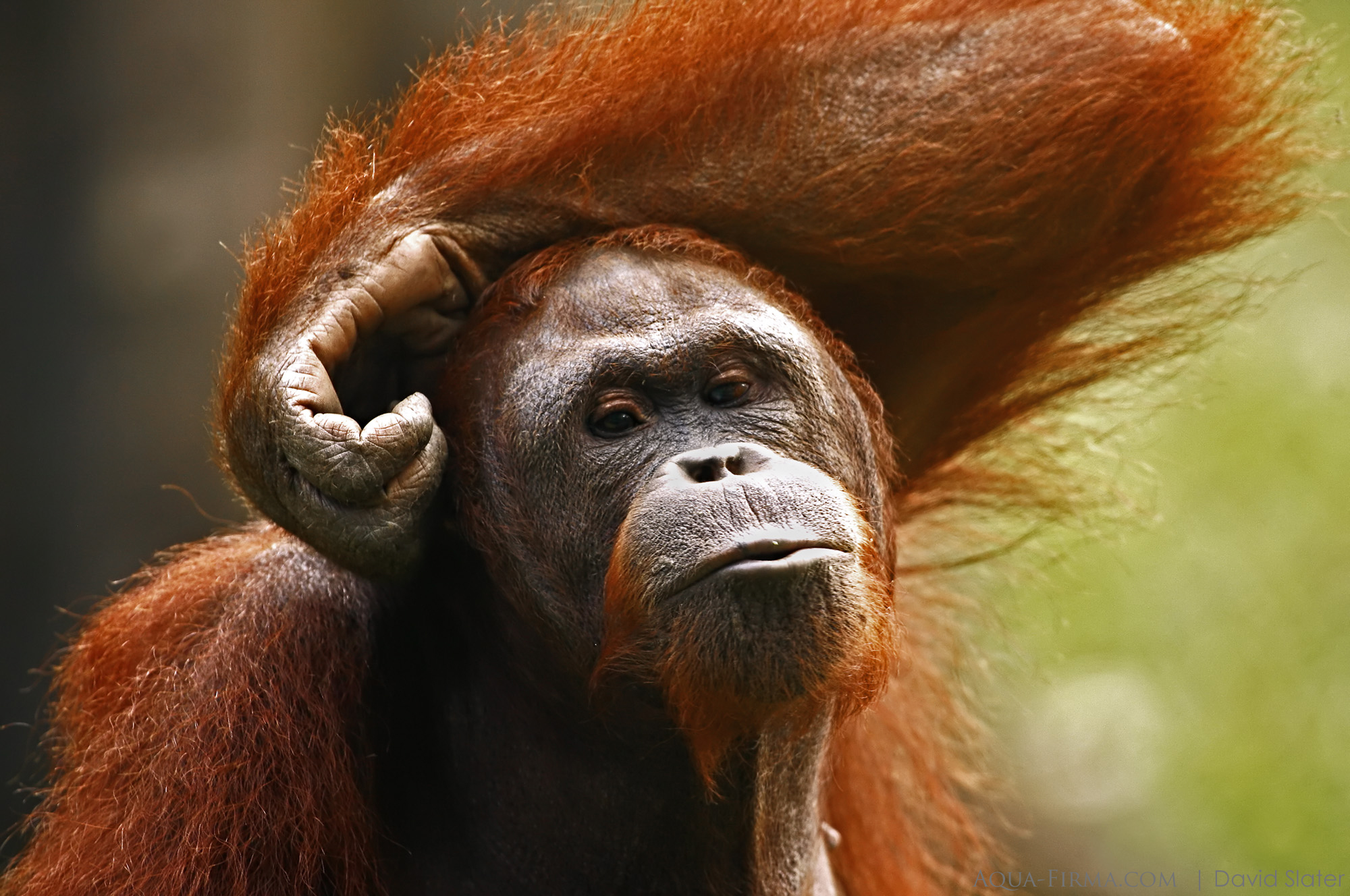 Orangutan Borneo high arm
