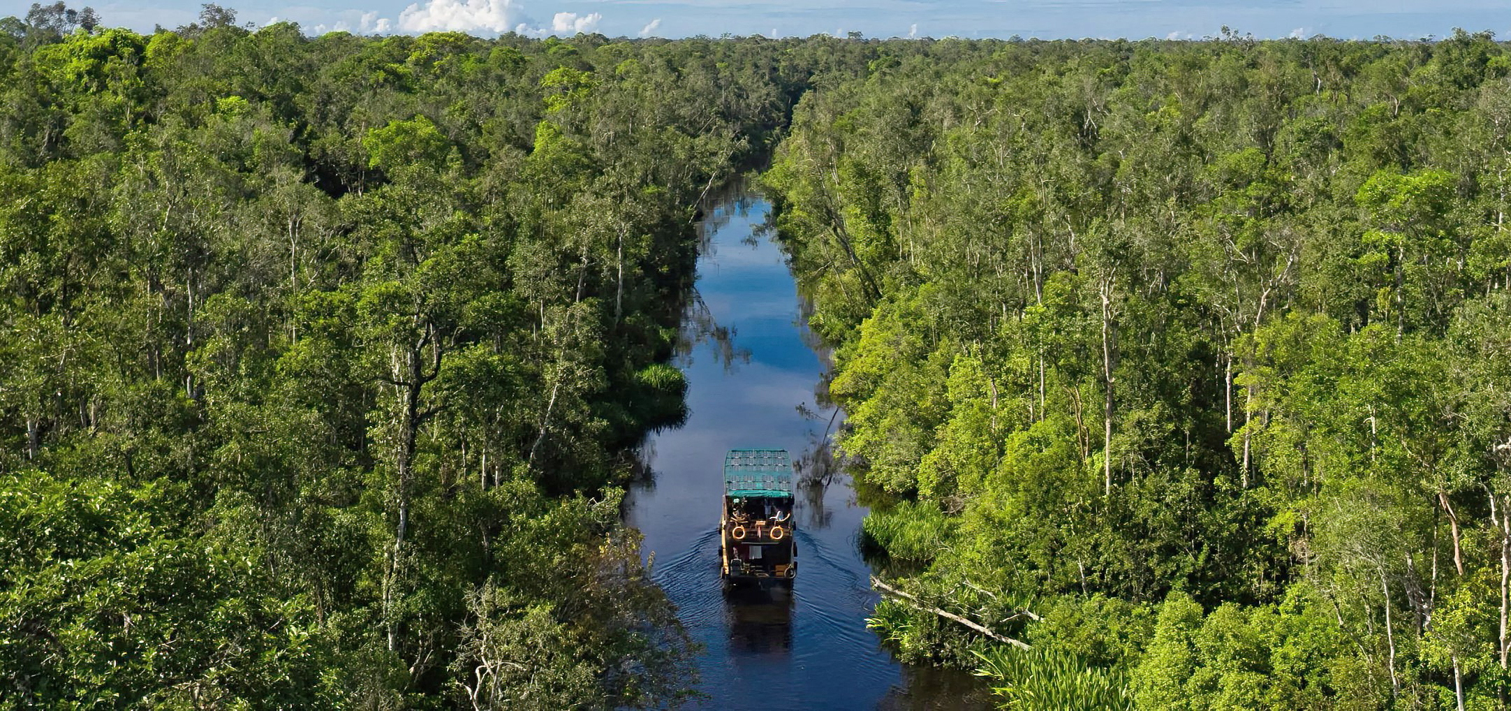 Borneo Orangutan Rainforest River Cruise