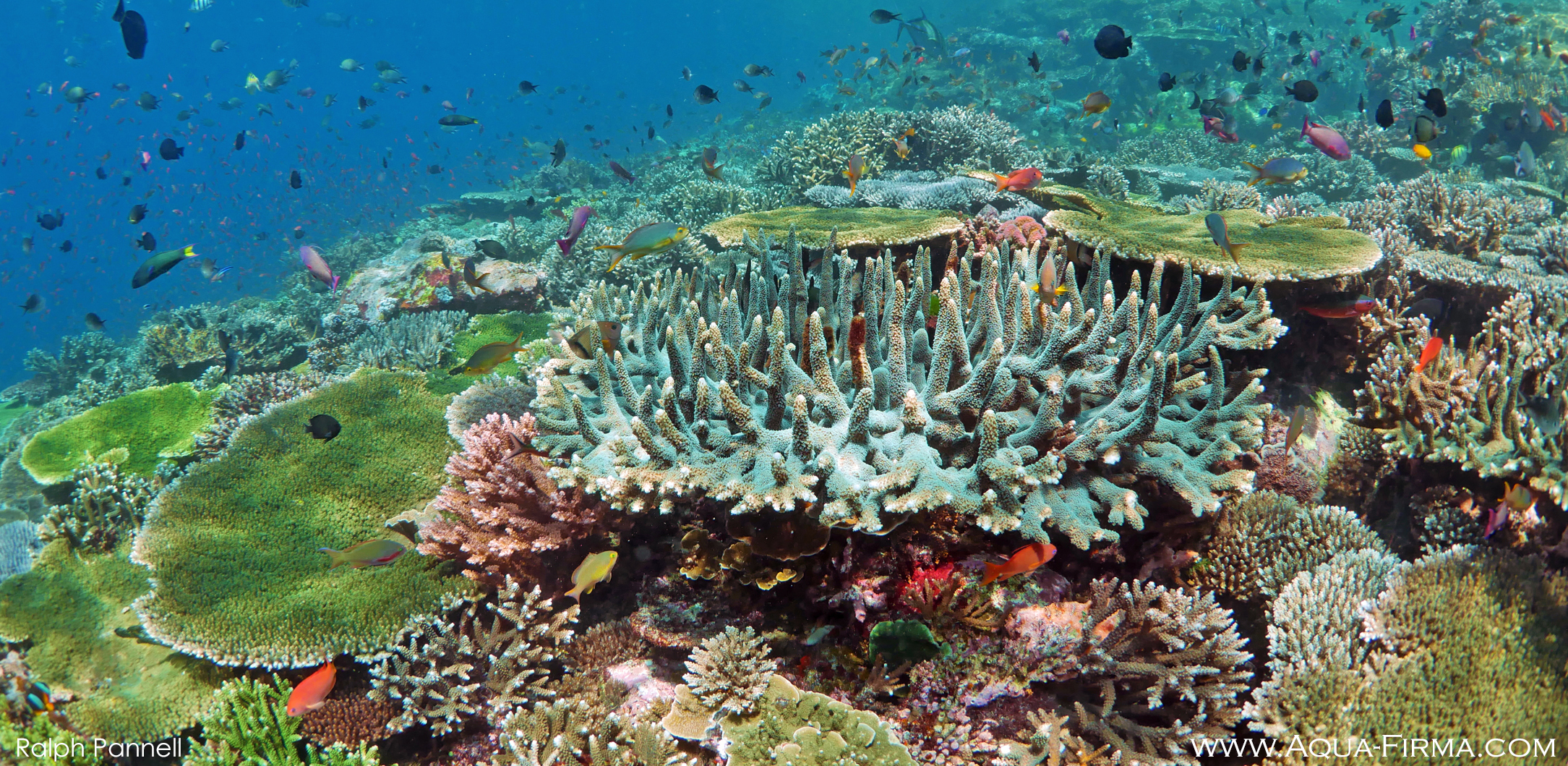 Komodo Indonesia coral garden best snorkel