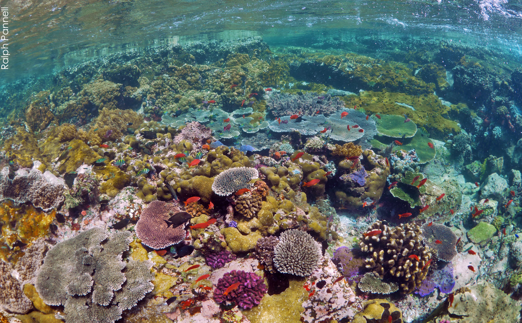 Komodo coral reefs coral triangle Indonesia