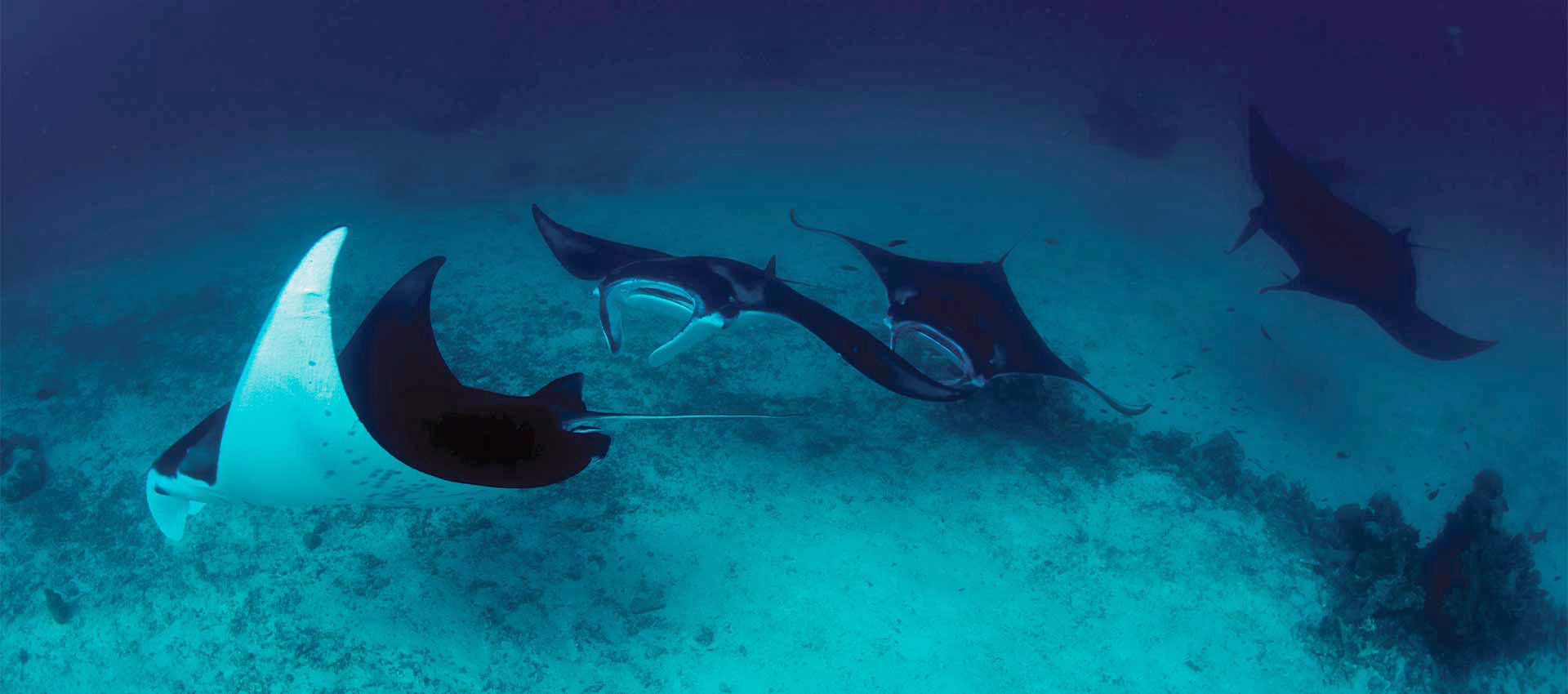 Manta Rays at Kri Island, Raja Ampat