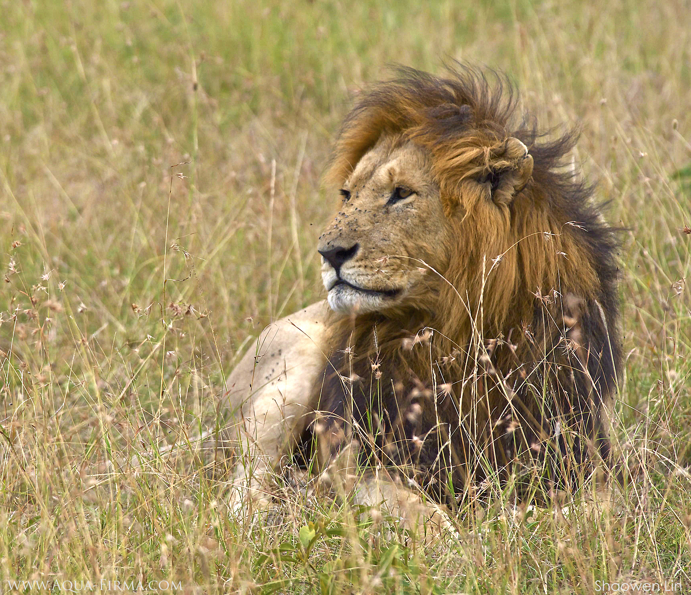 Male Lion in the Masai Mara Reserve kenya wildlife safari holiday Shaowen Lin Aqua-Firma