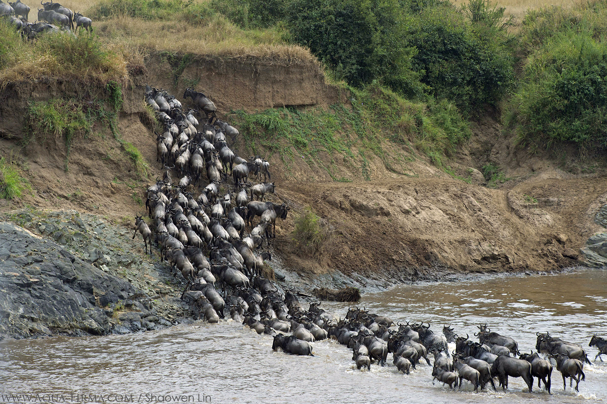 Wildebeest Mara River crossing Masai Mara Serengeti Safari Travel Kenya Tanzania Shaowen lin Aqua-Firma