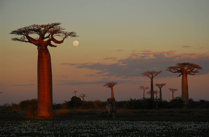 Avenue of Baobabs Madagascar