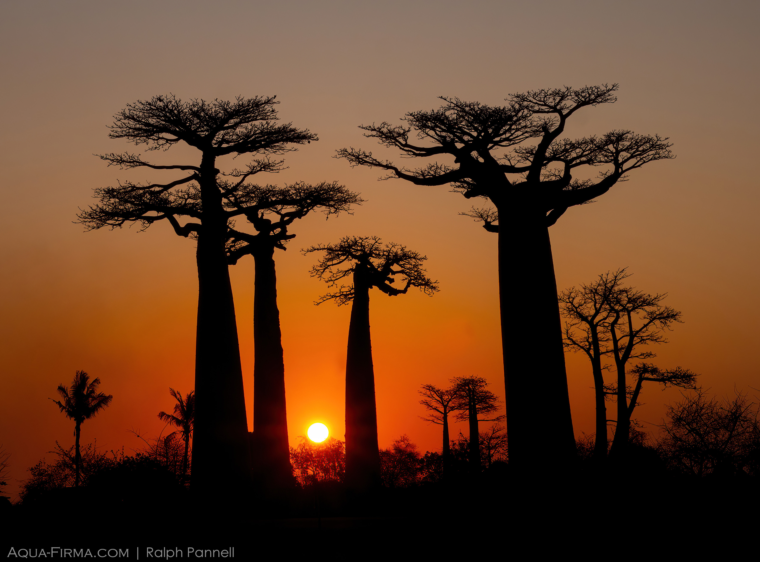 avenue of baobabs madagascar