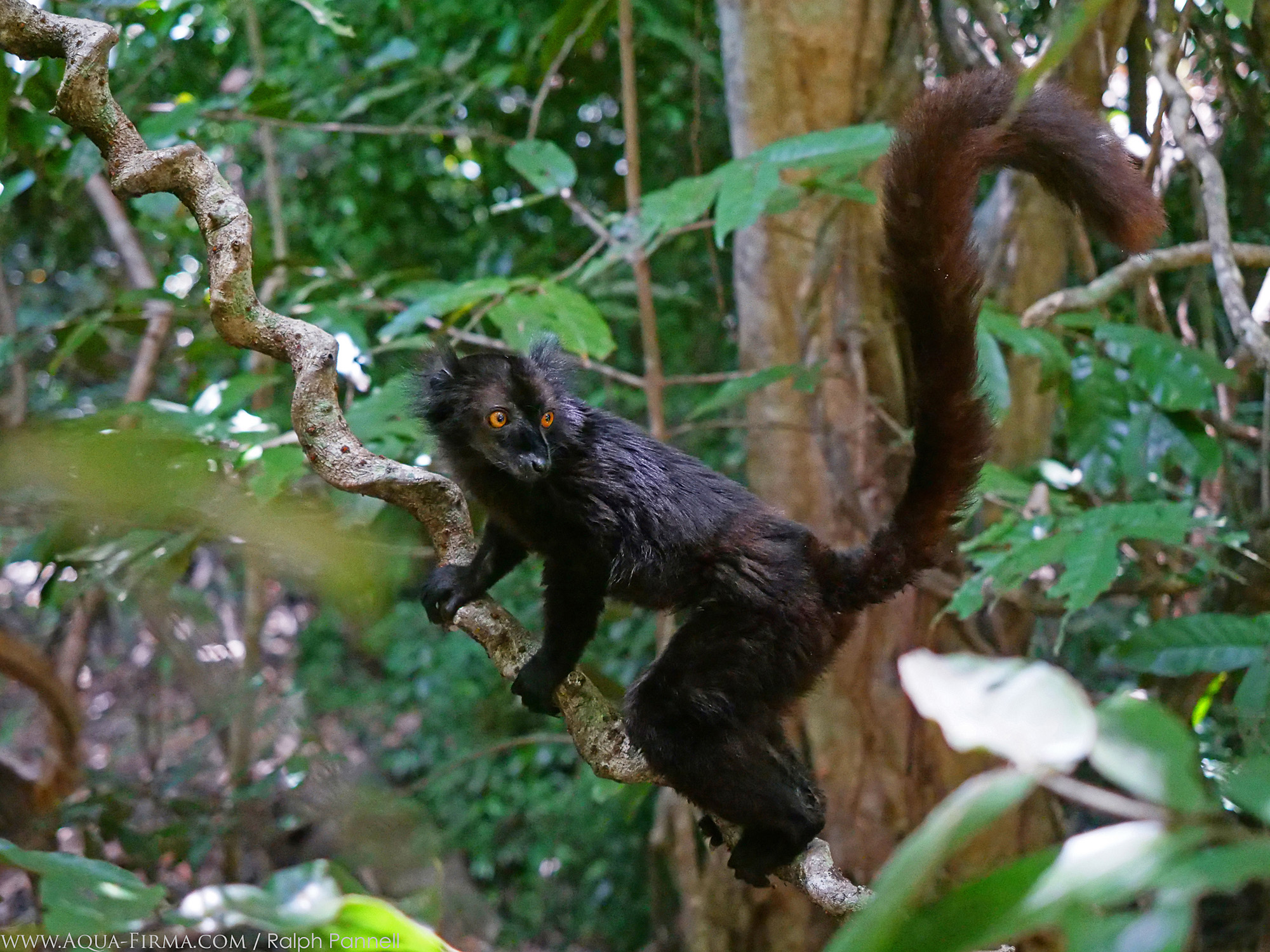 Black Lemur (Eulemur macaco) Lokobe Forest Madagascar photo: Ralph Pannell