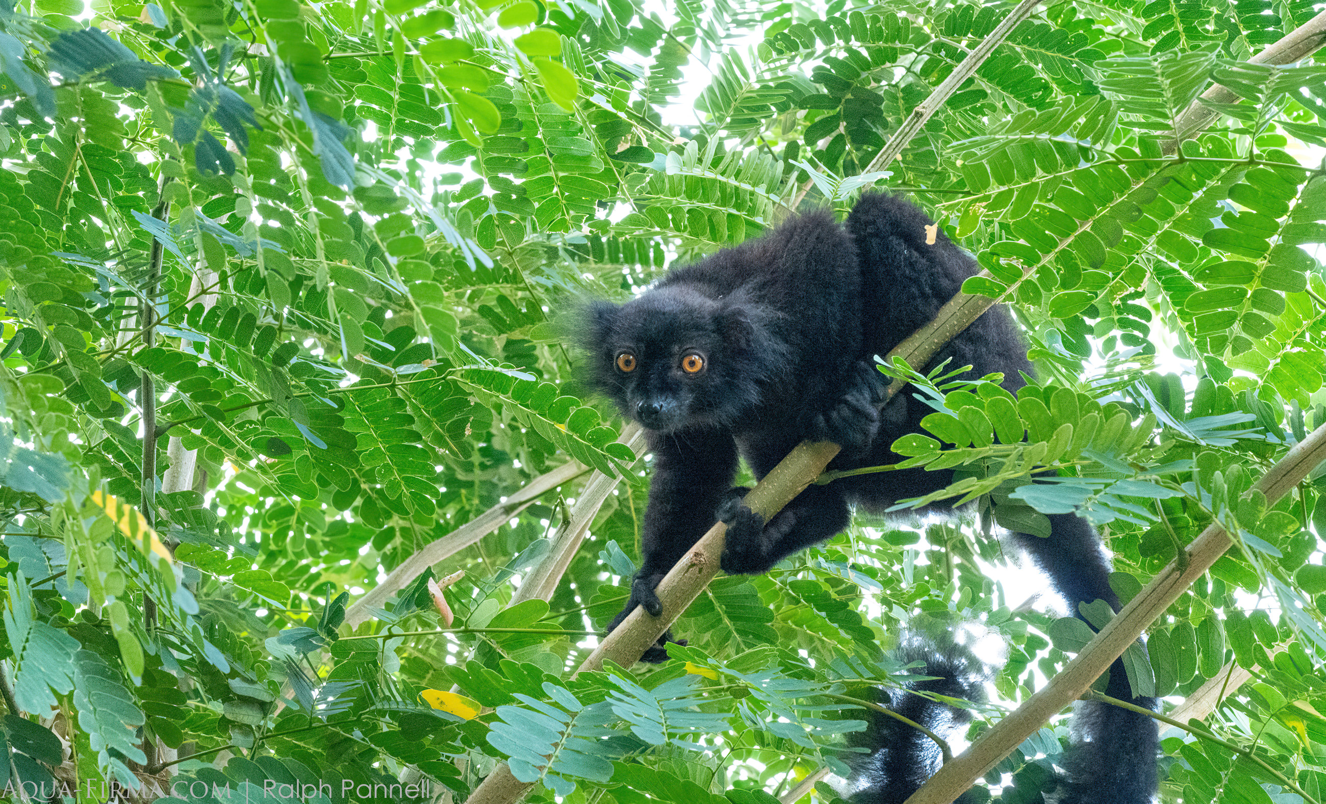 male black lemur madagascar nosy be sakatia