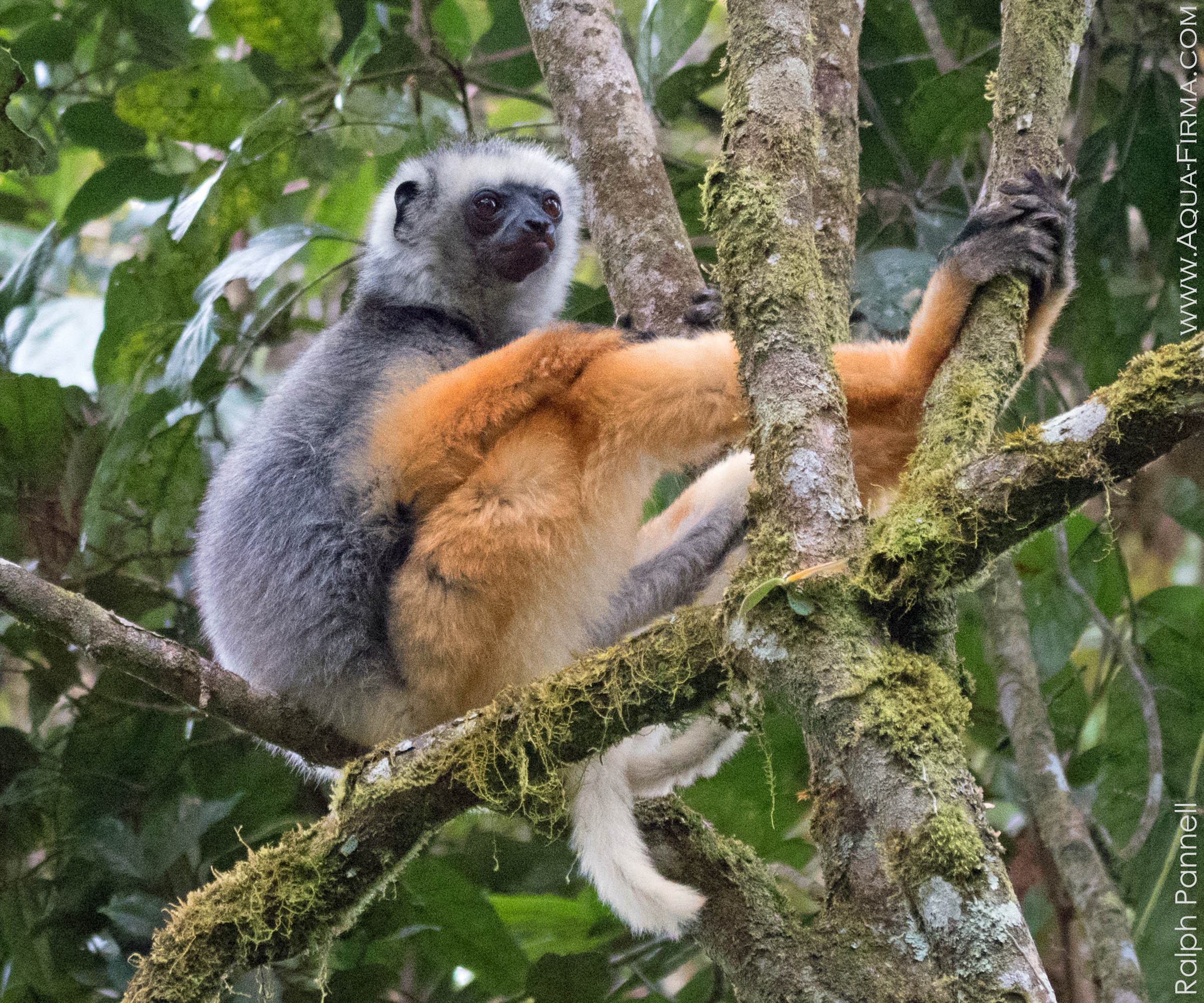 Diademed Sifaka Lemur Madagascar rainforest