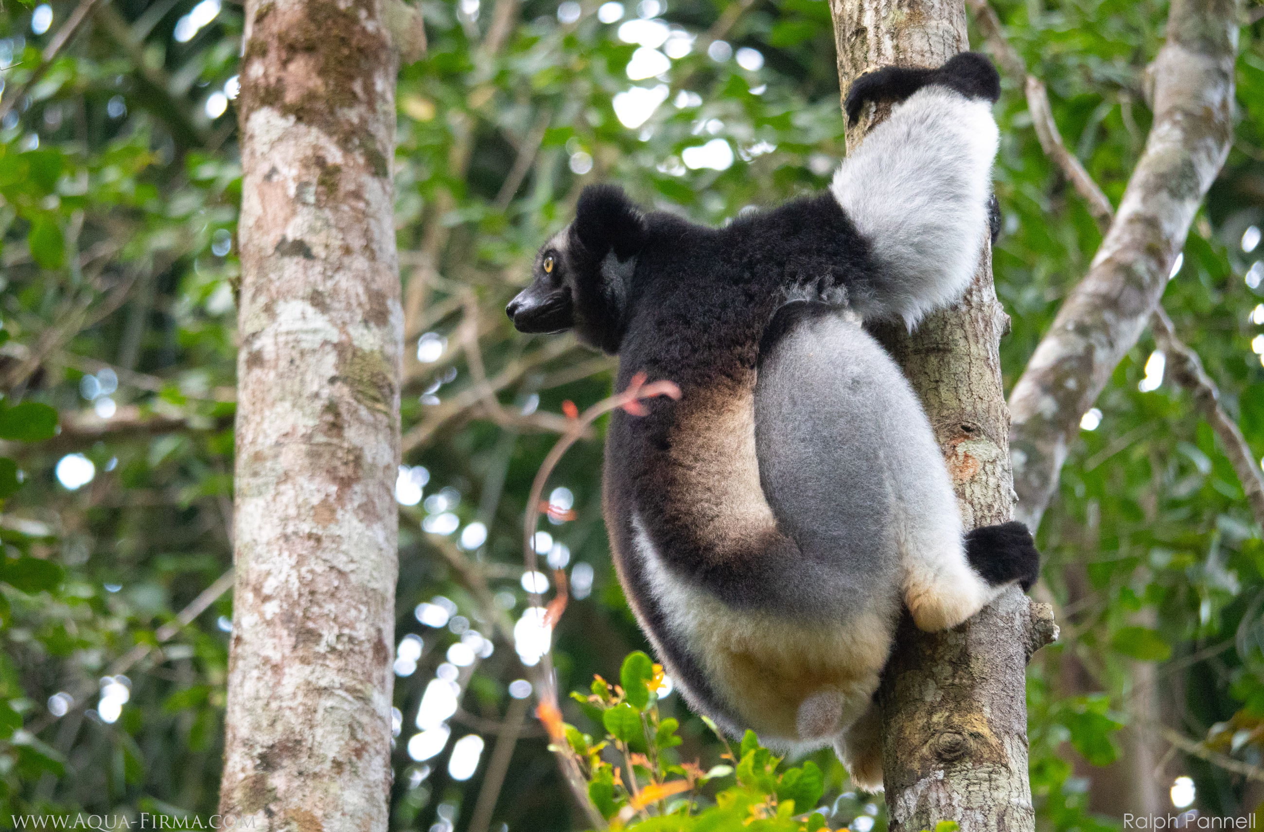 Indri (Indri indri) Lemur Madagascar Andasibe-Mantadia National Park rainforest