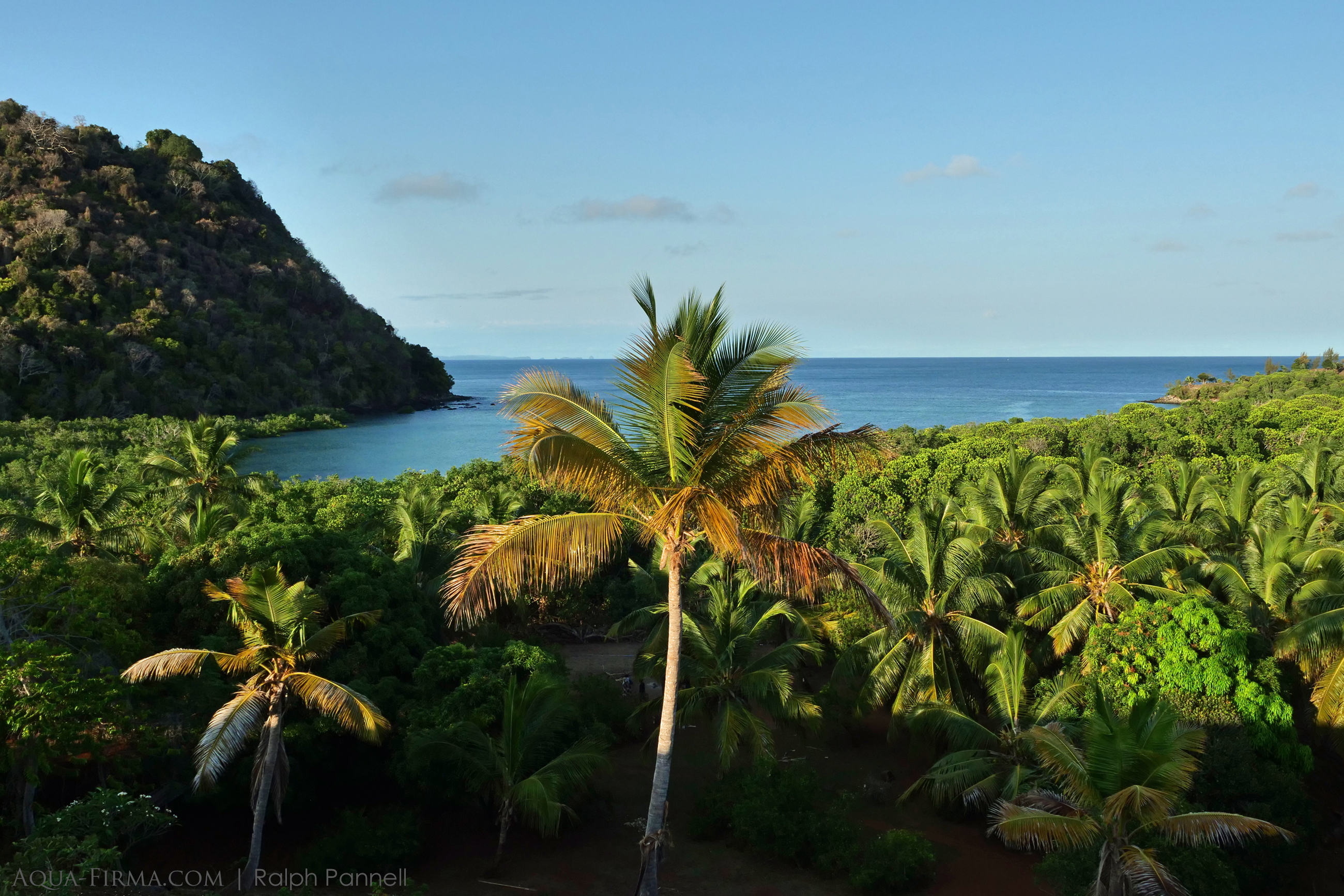 madagascar tropical island scenery palm tree mangroves