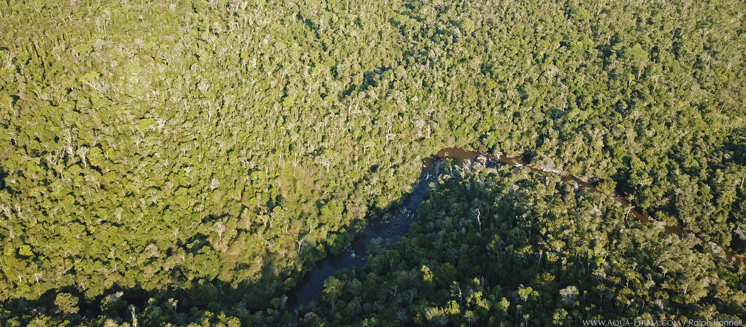 Indri rainforest habitat aerial view drone Madagascar