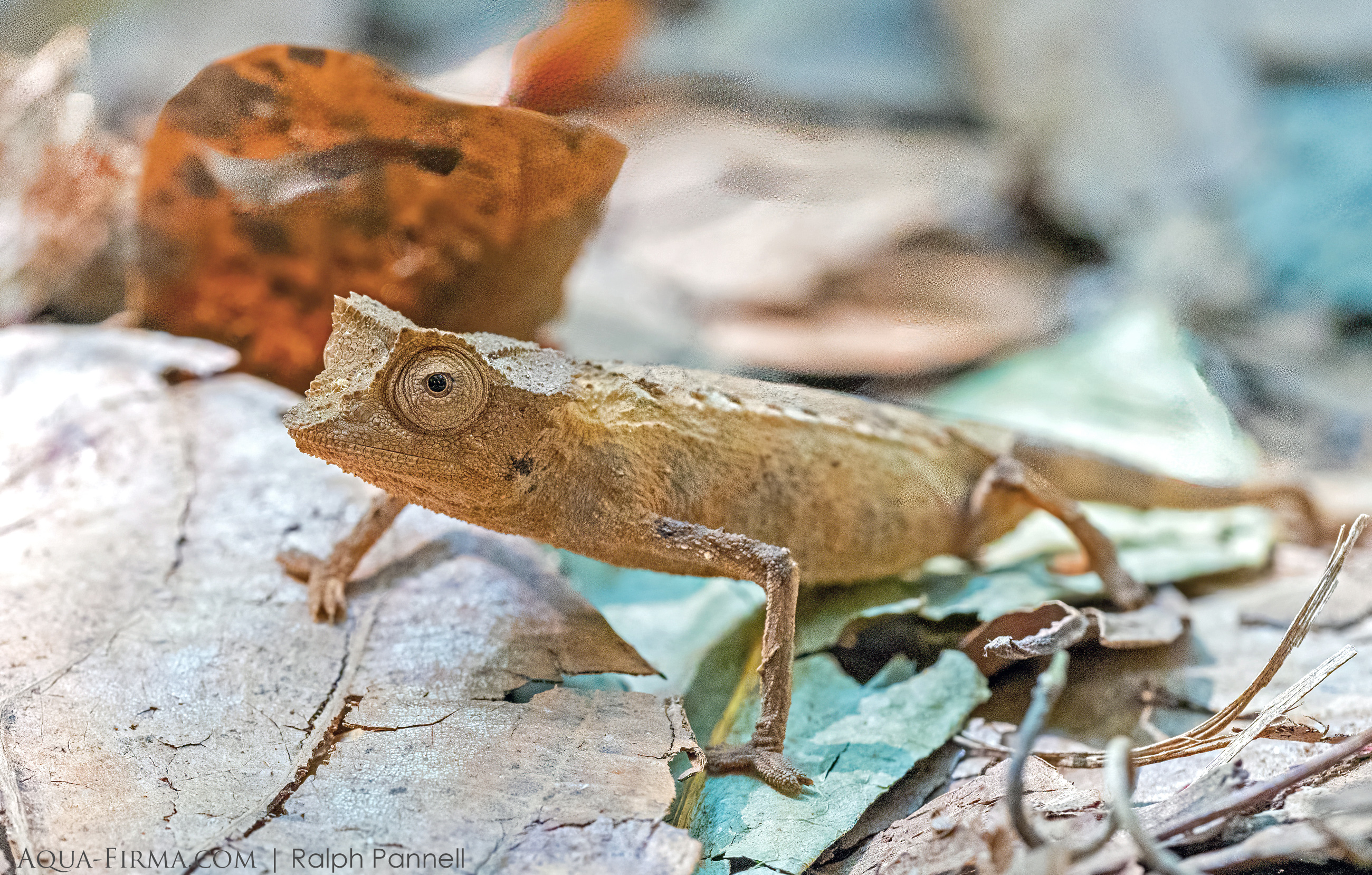 Brookesia minima chameleon nosy be madagascar lokobe