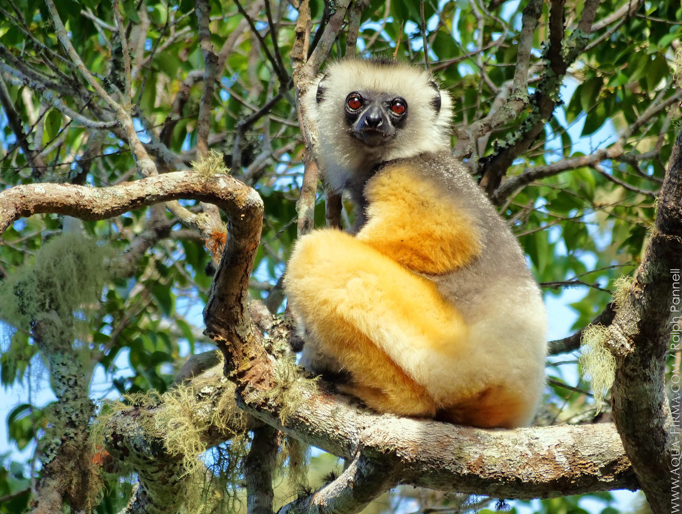 Diademed Sifaka Lemur Madagascar