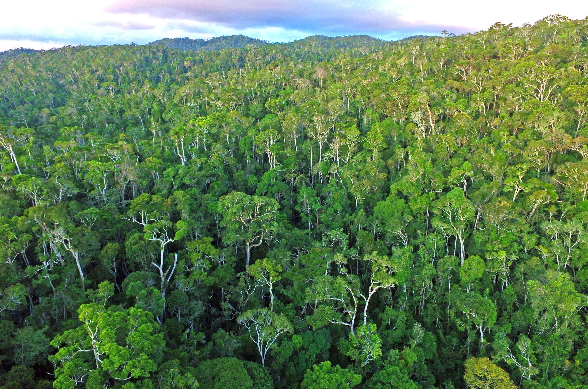 Madagascar Rainforest Drone view - Mangabe Forest Reserve - Dr Paul Salaman